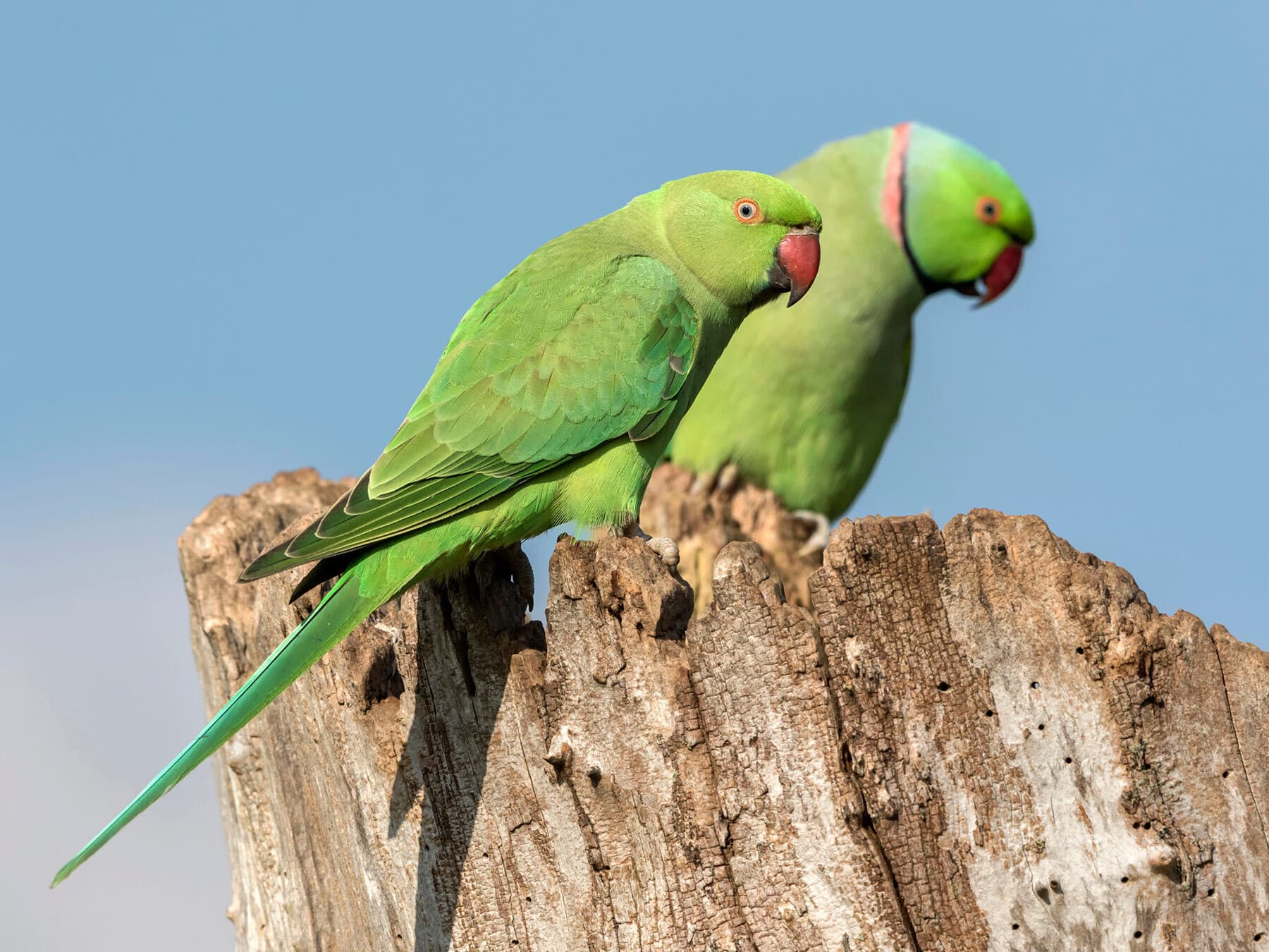 Ring necked parakeet pair