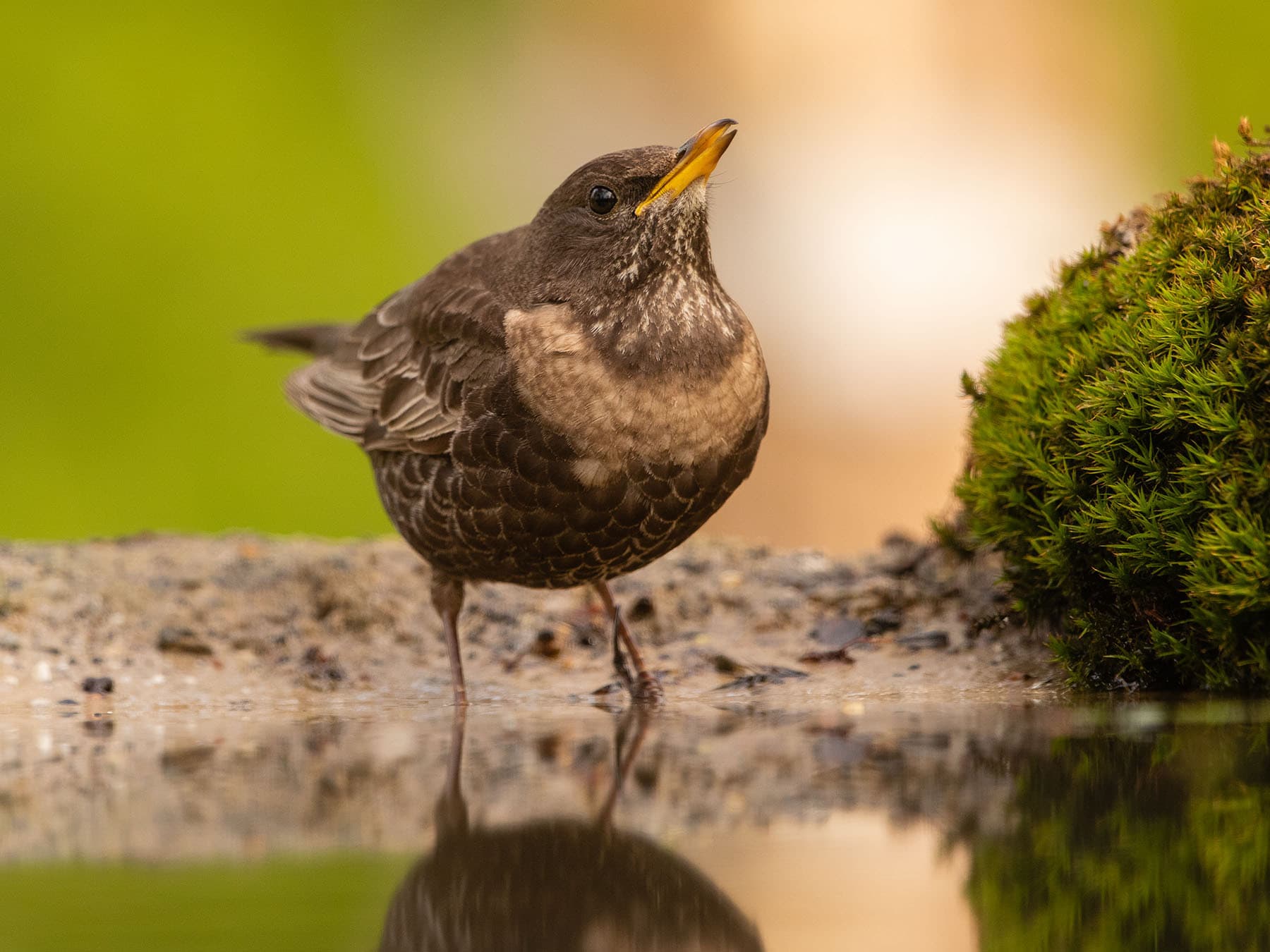 Ring ouzel during spring migration