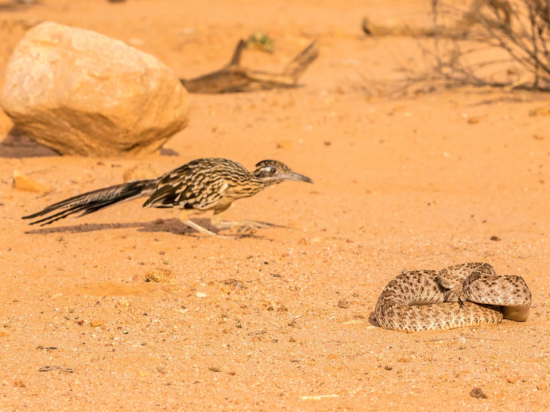 Roadrunner hunting snakes