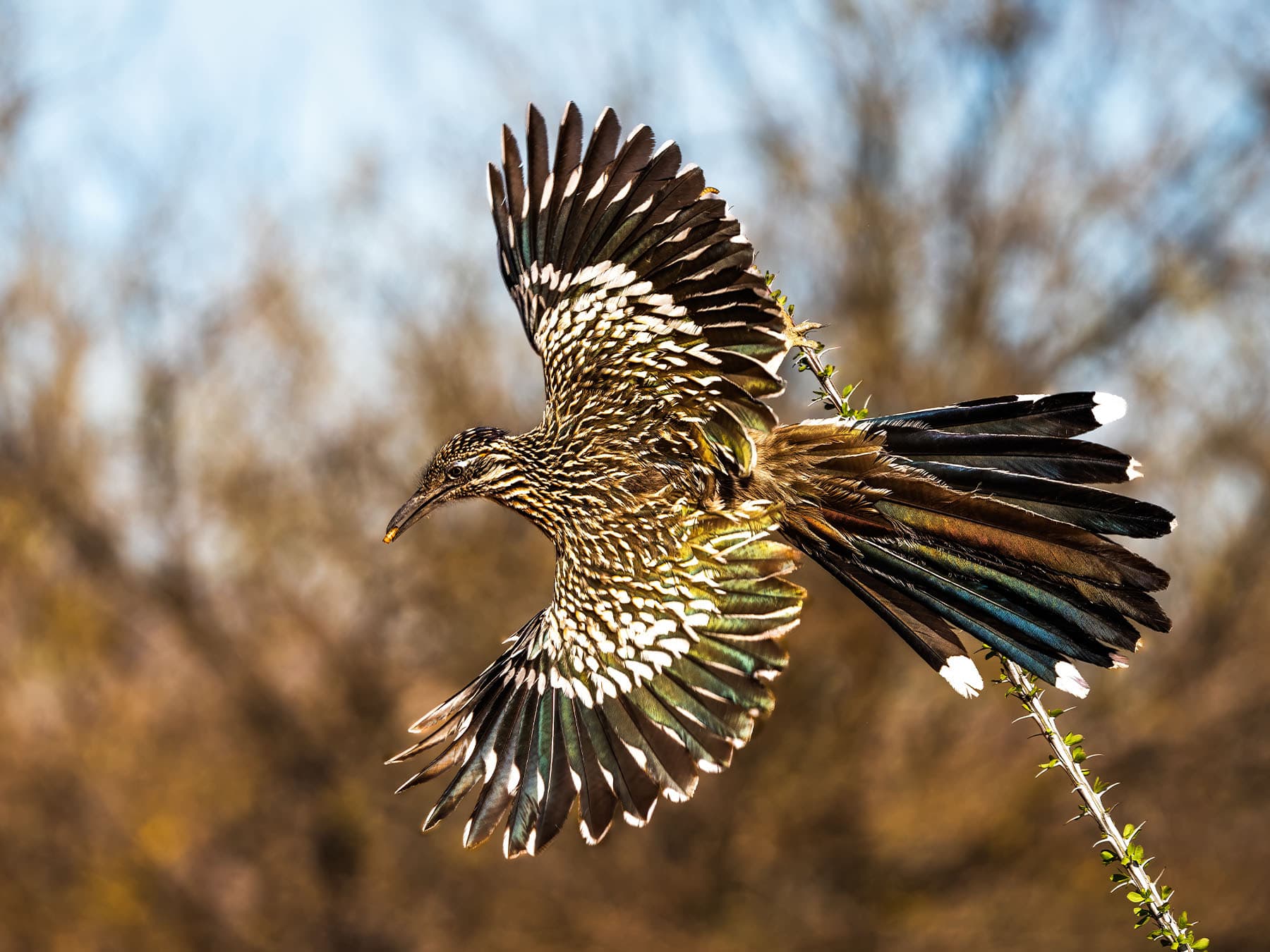 Roadrunner in flight in desert habitat