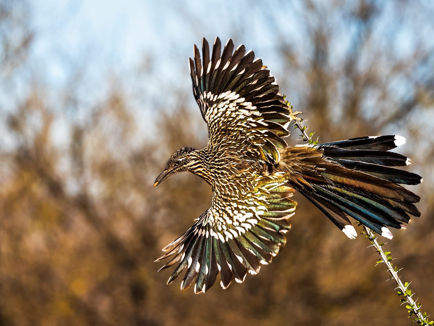 Roadrunner in flight