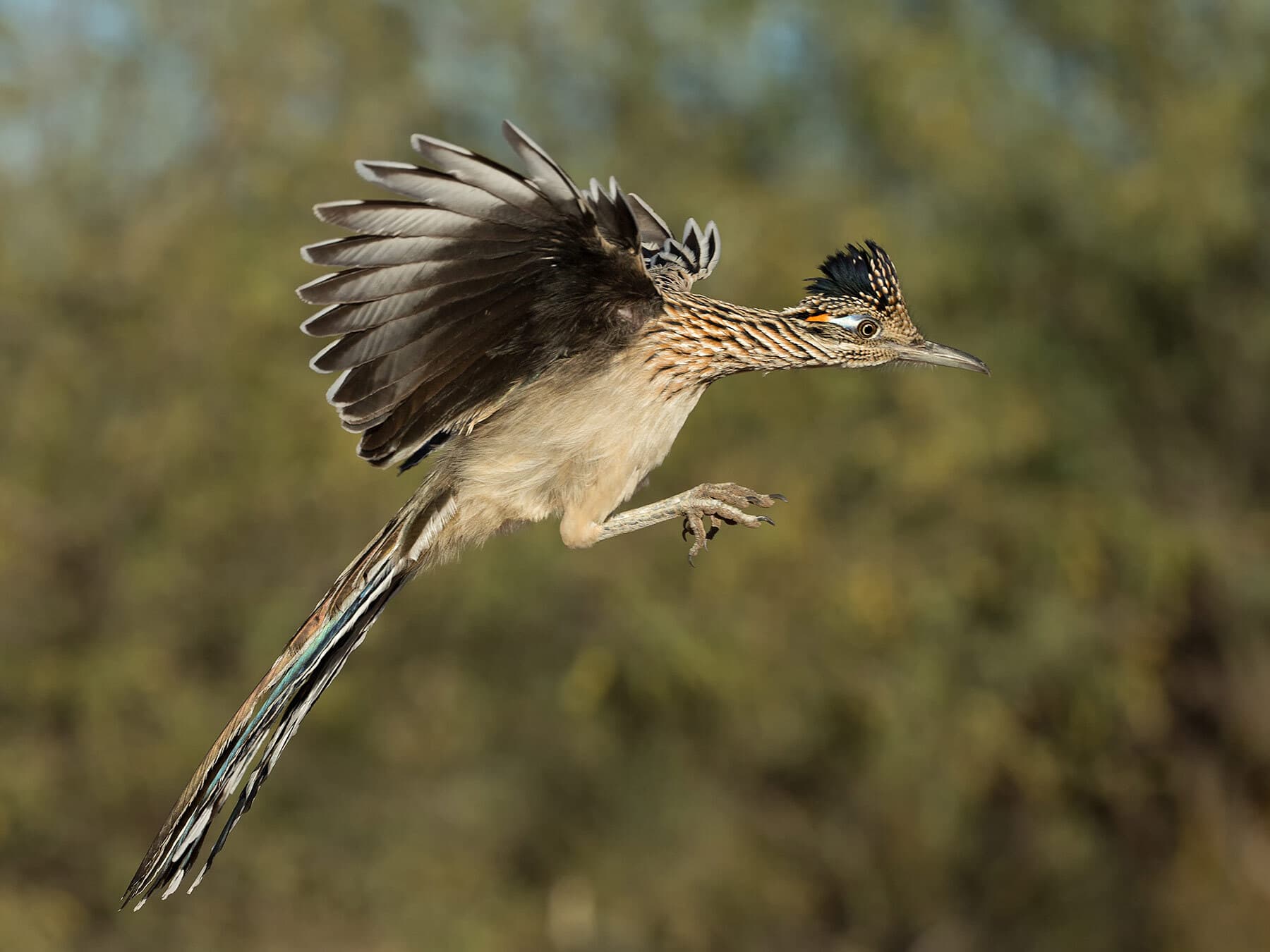 Roadrunner jumping