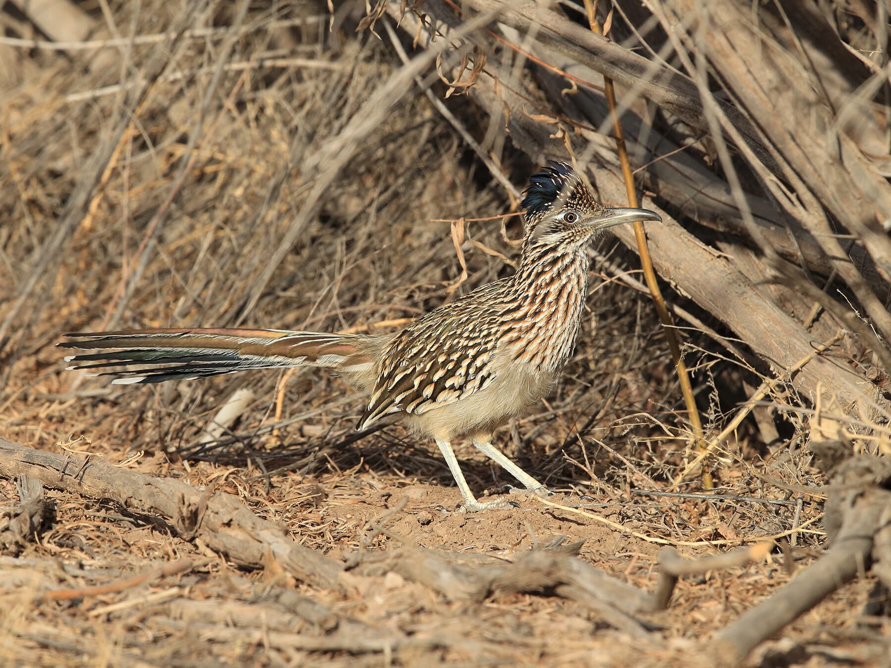 Roadrunner on ground