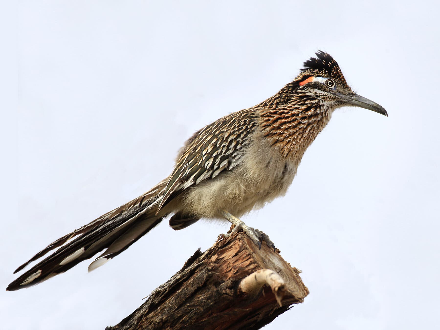 Roadrunner on tree branch