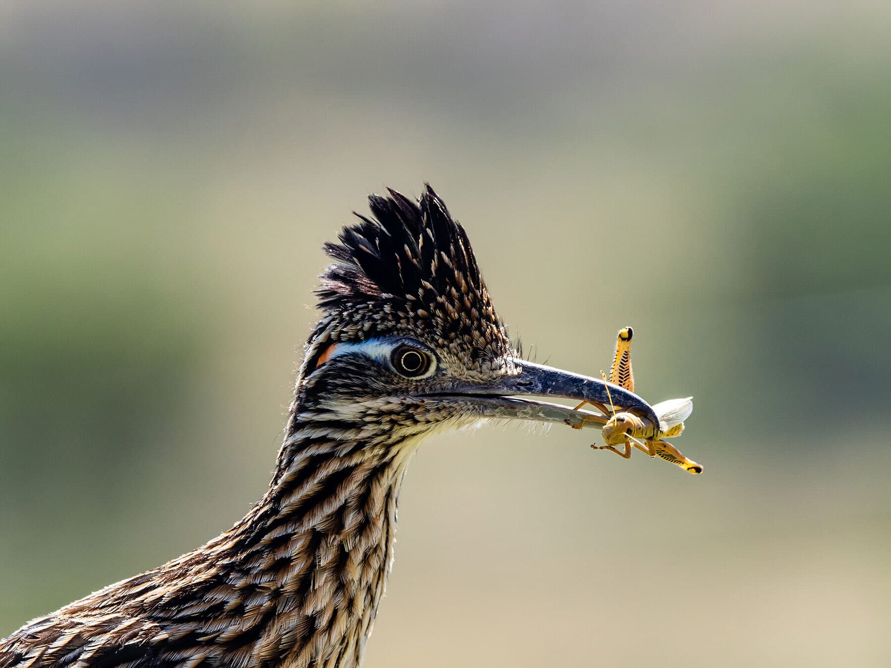 Roadrunner with grasshopper