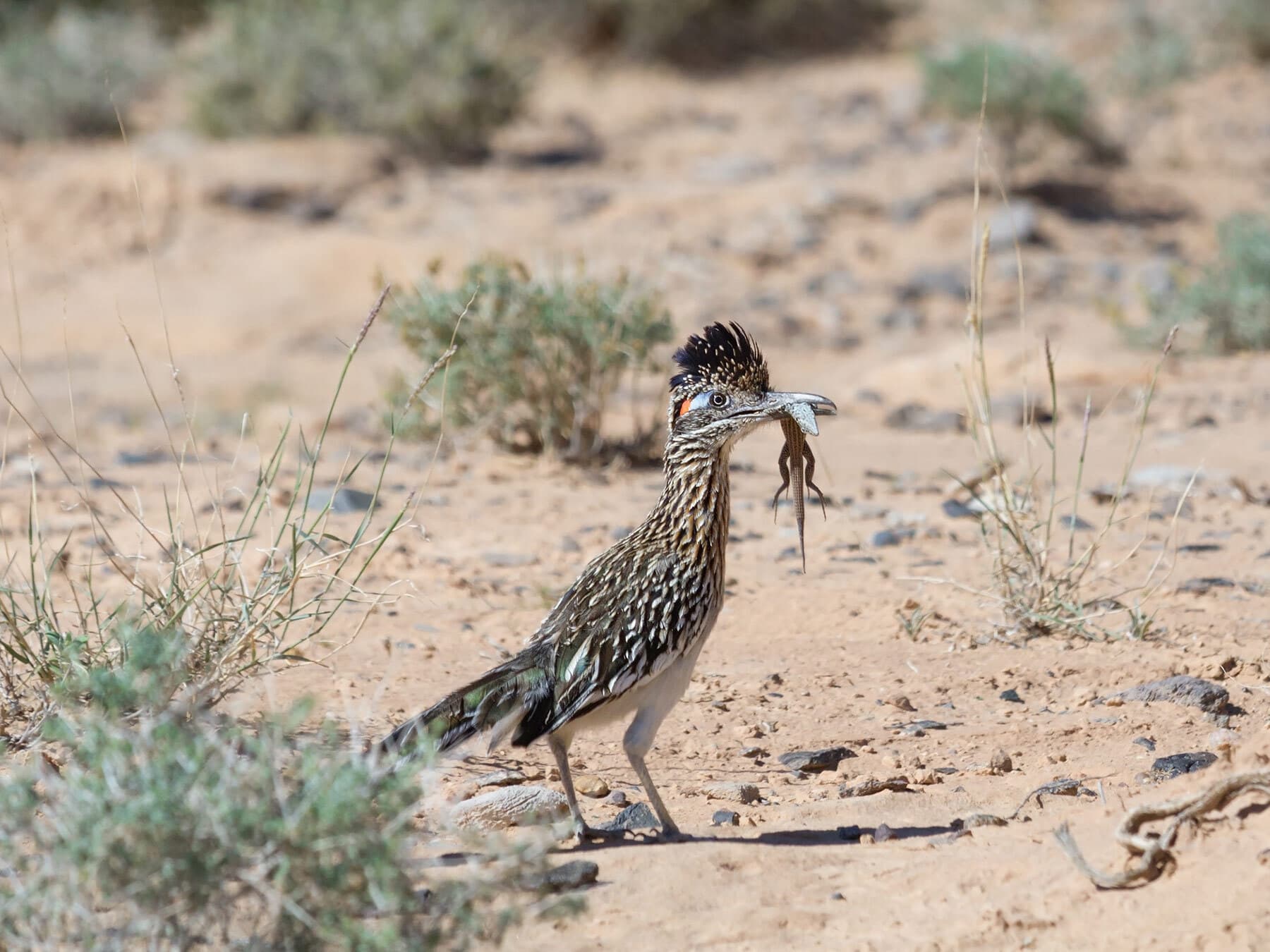 Roadrunner with lizard