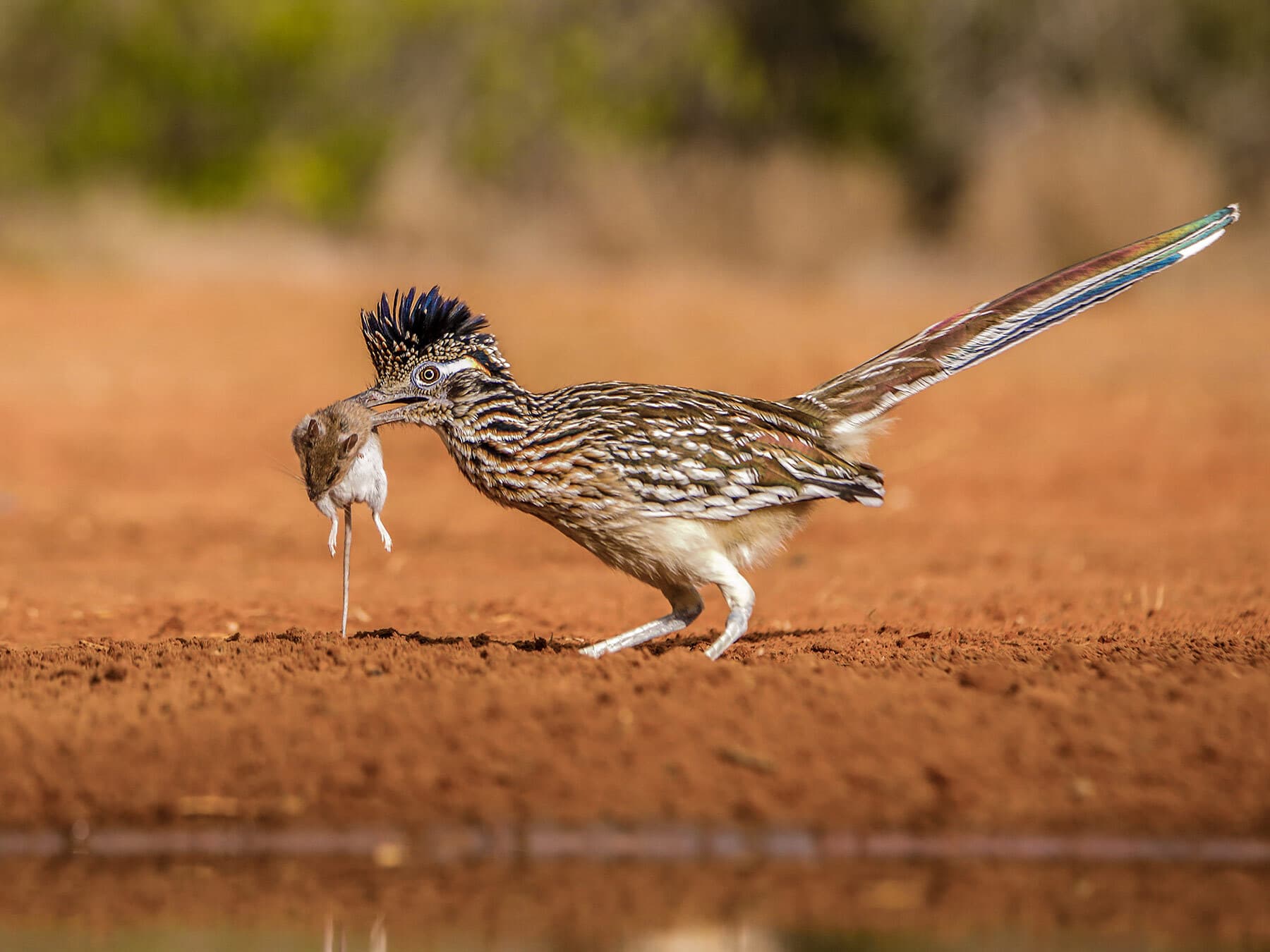 Roadrunner with mouse