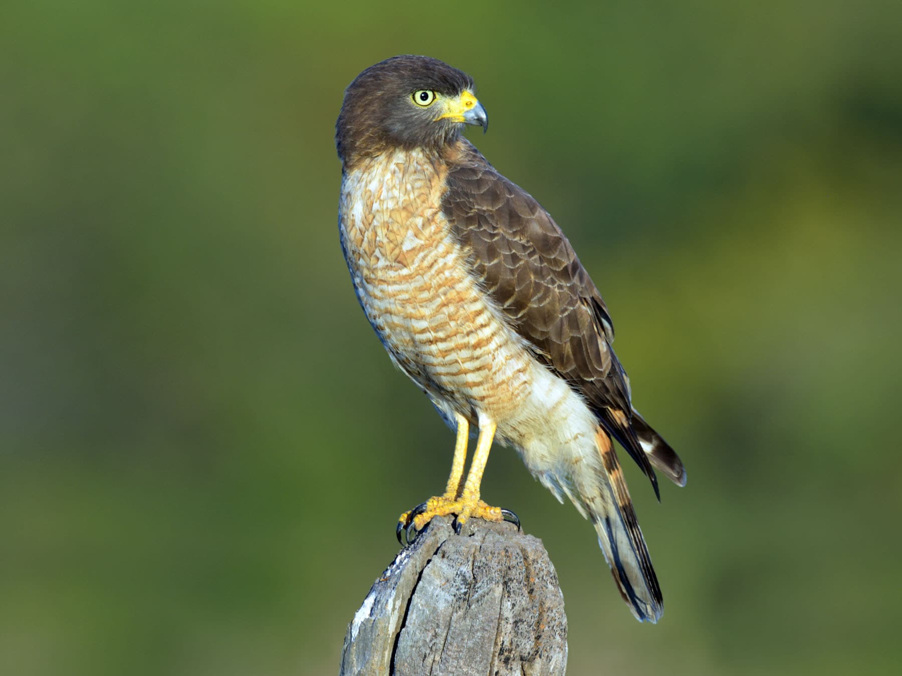 Roadside Hawk