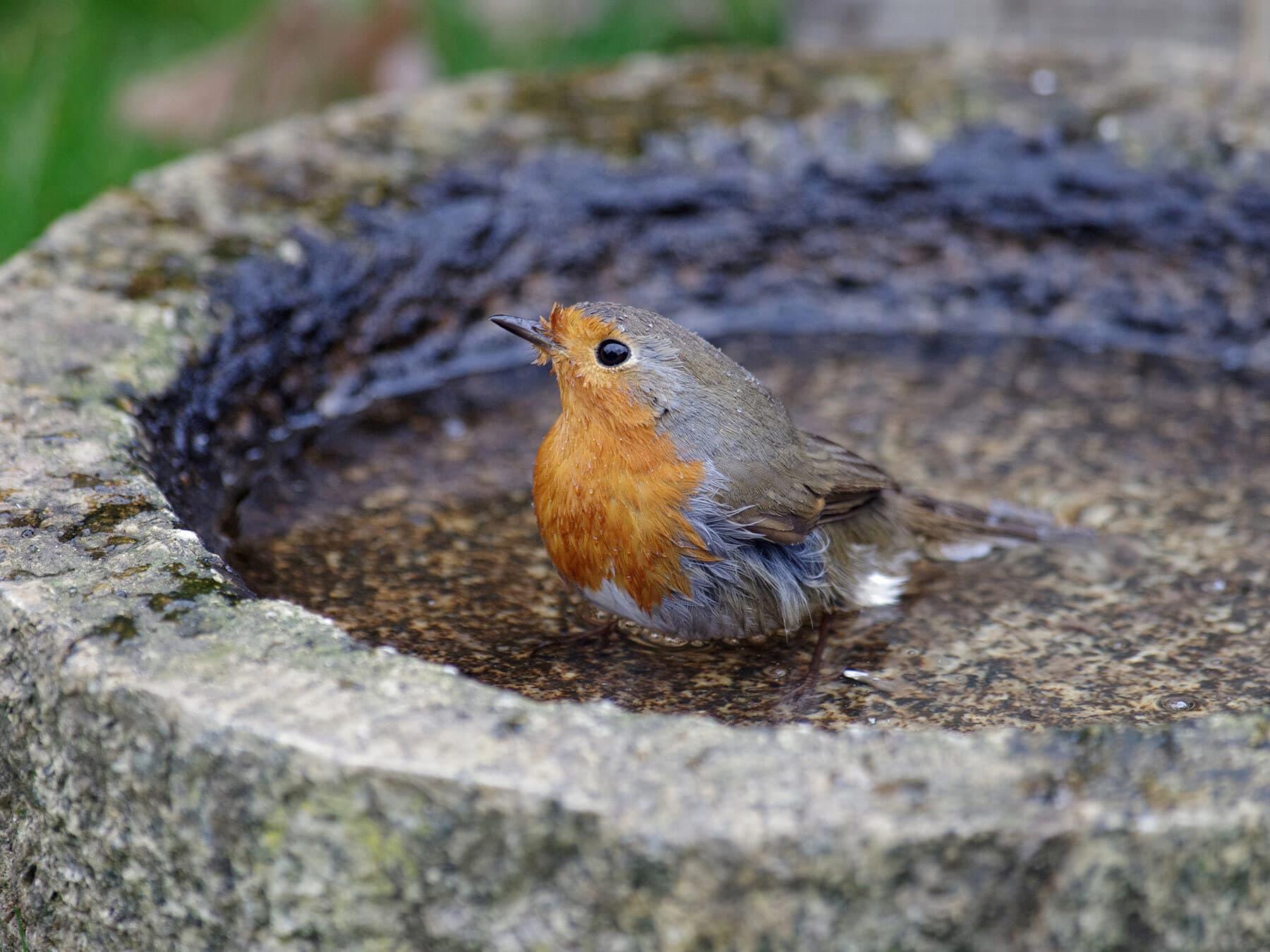 Robin bathing