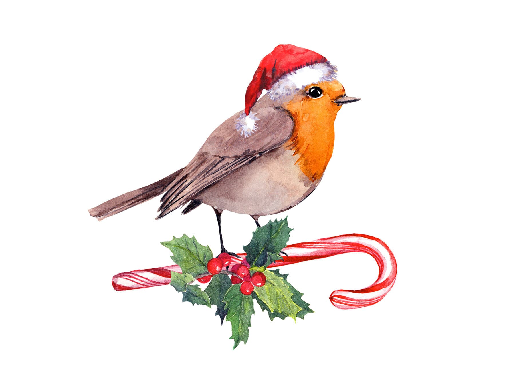 Robin christmas card