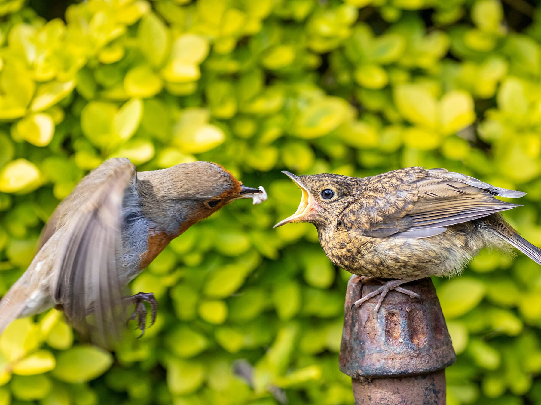 Robin feeding juvenile