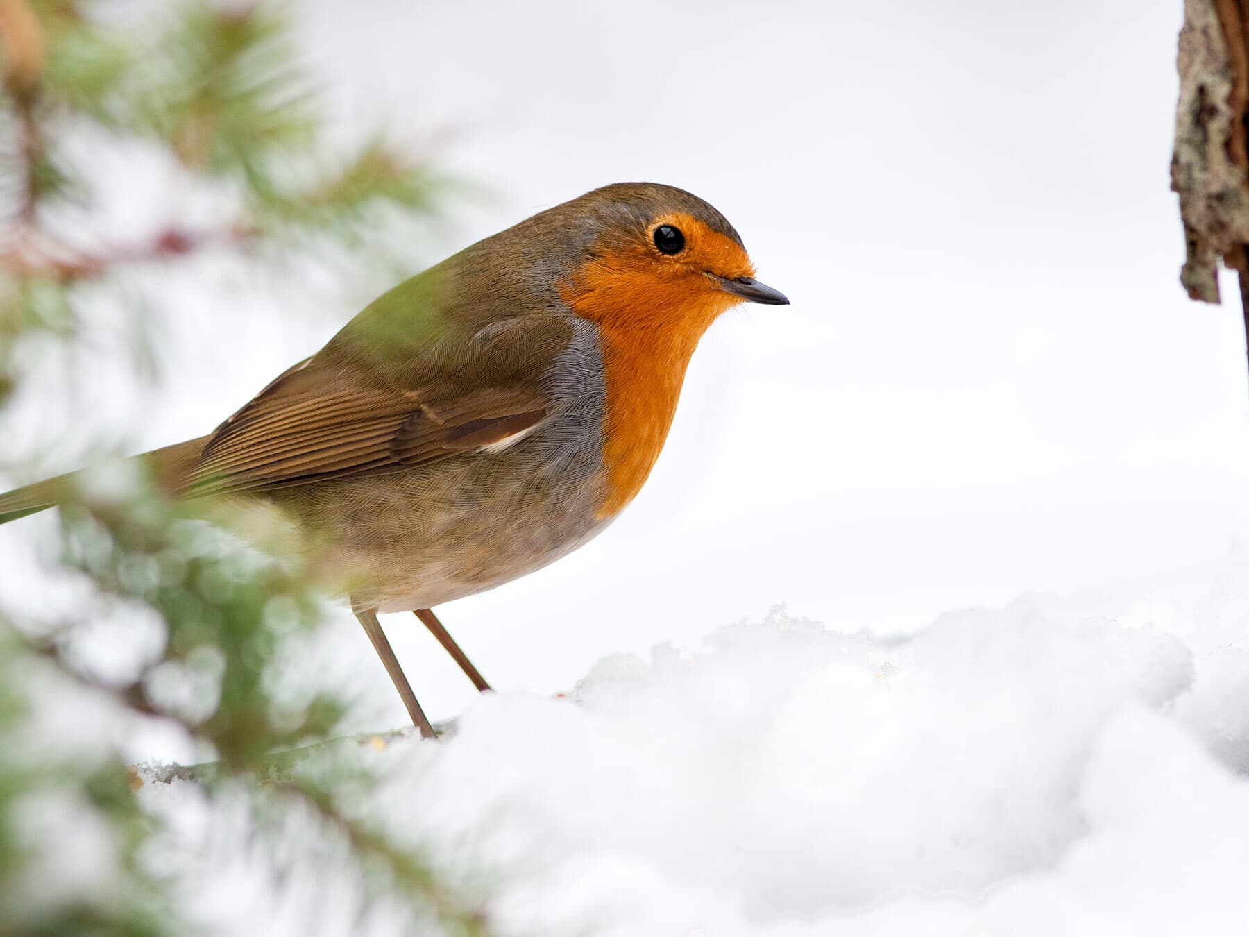 Robin foraging winter
