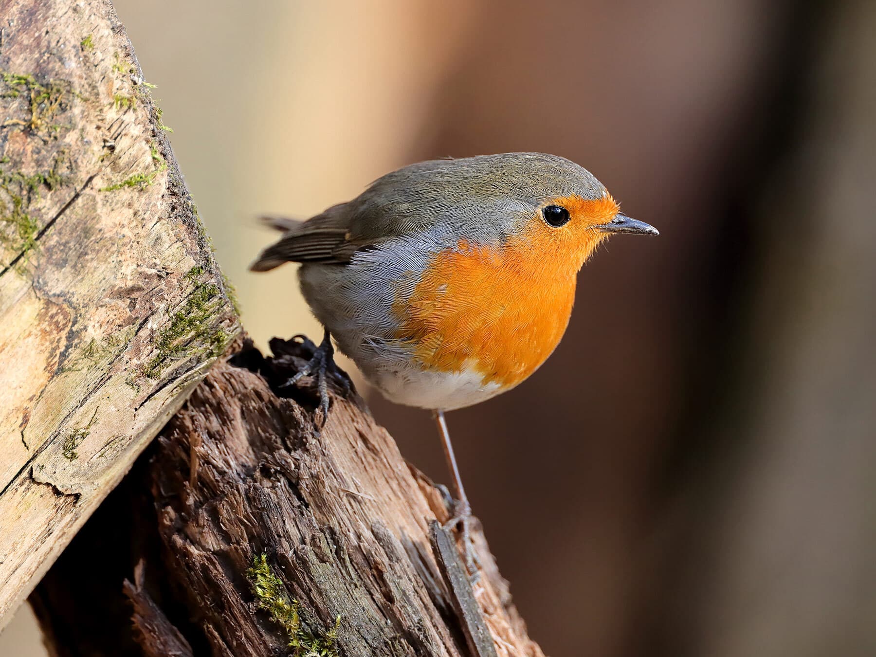 Robin foraging
