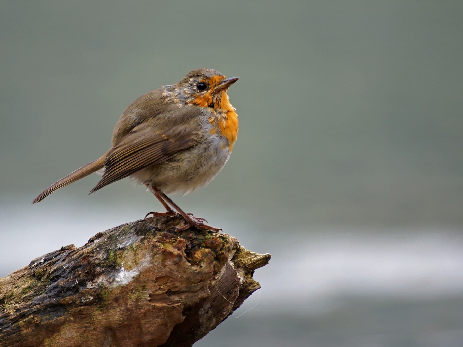 Robin moulting