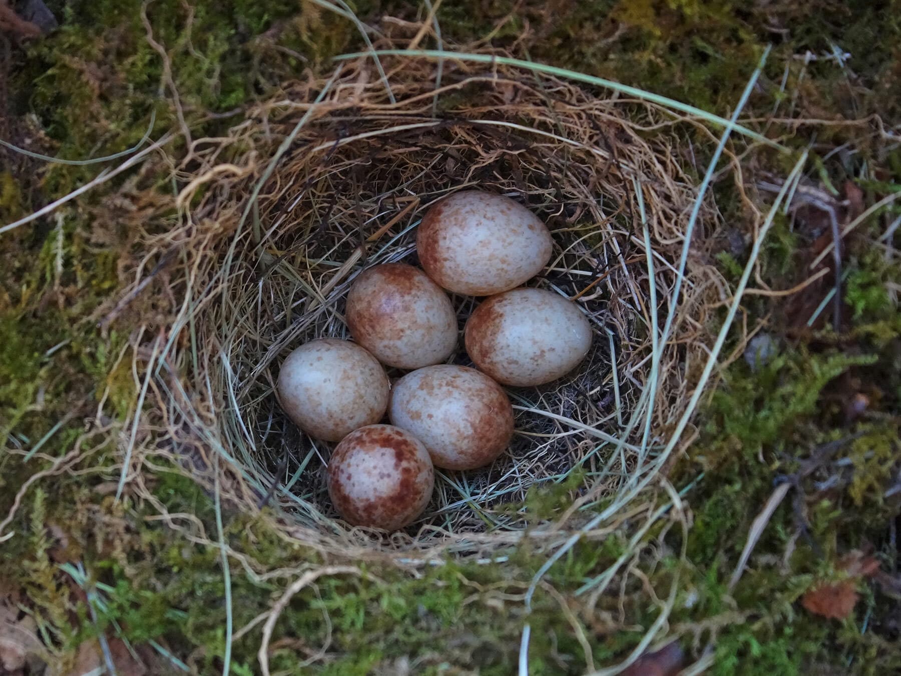 Robin nest and eggs