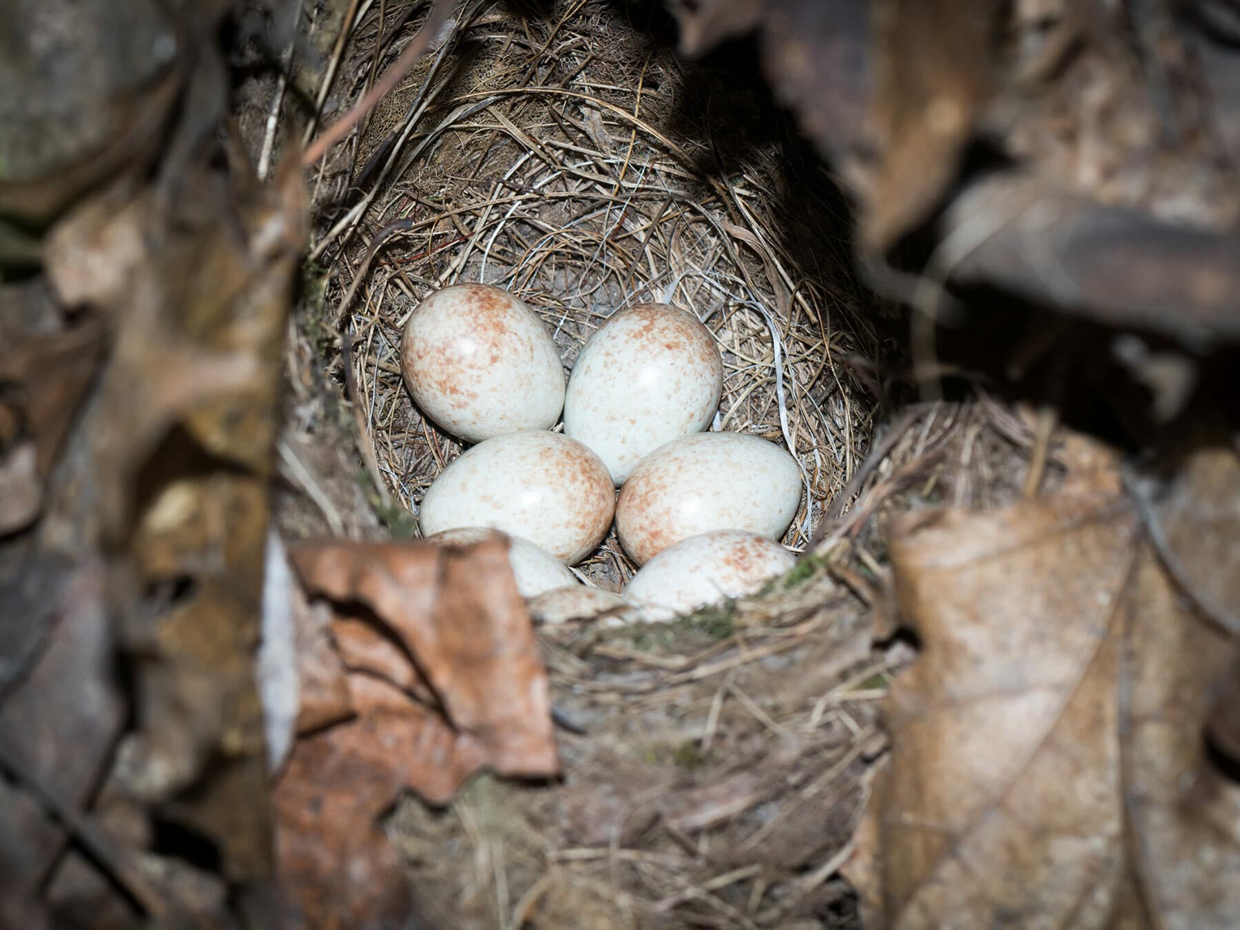 A Robin's nest with eggs, tucked into cover