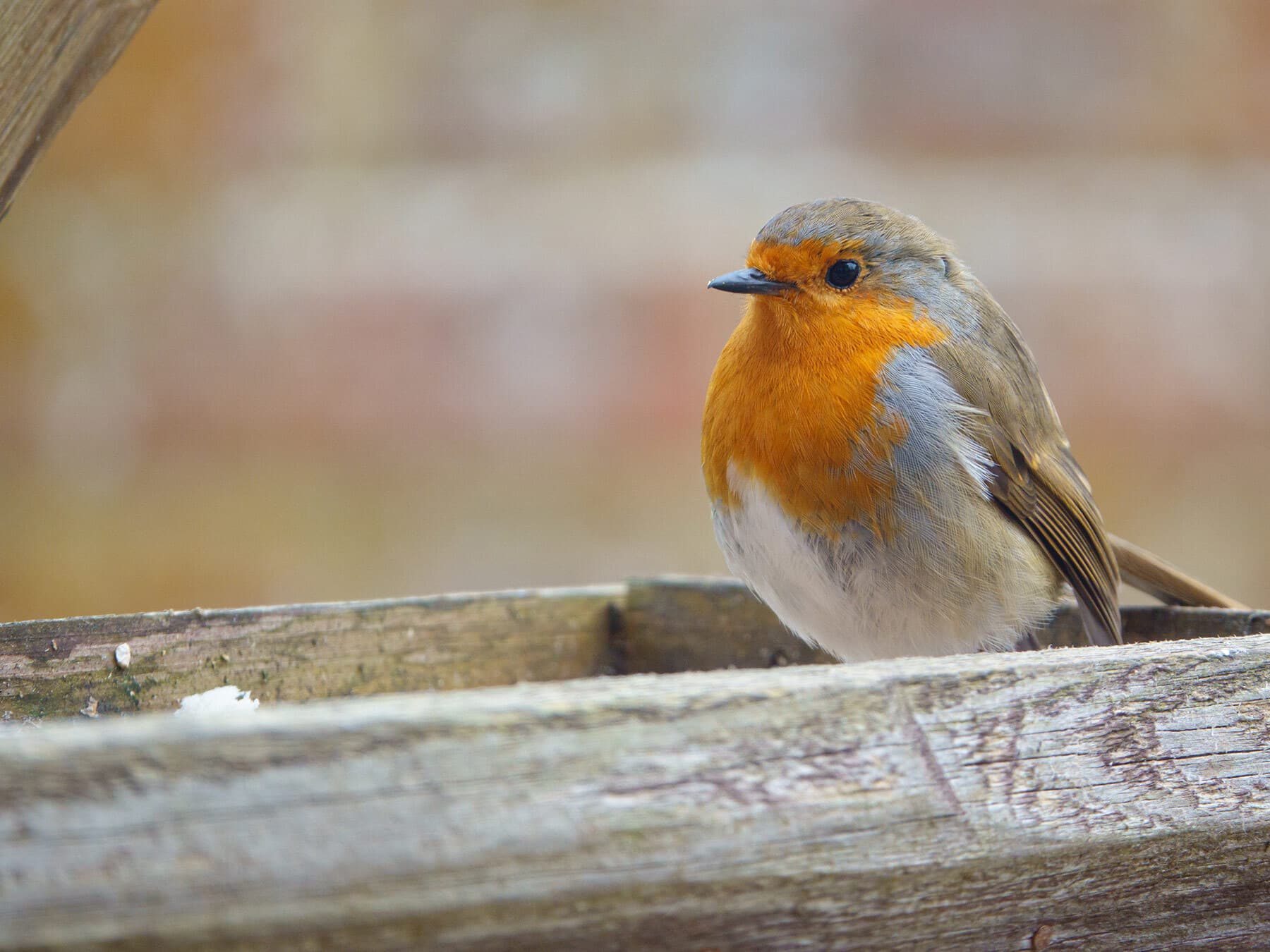 Robin on bird feeder