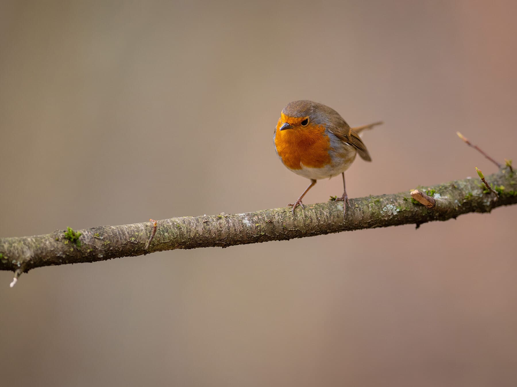 Robin perched on branch