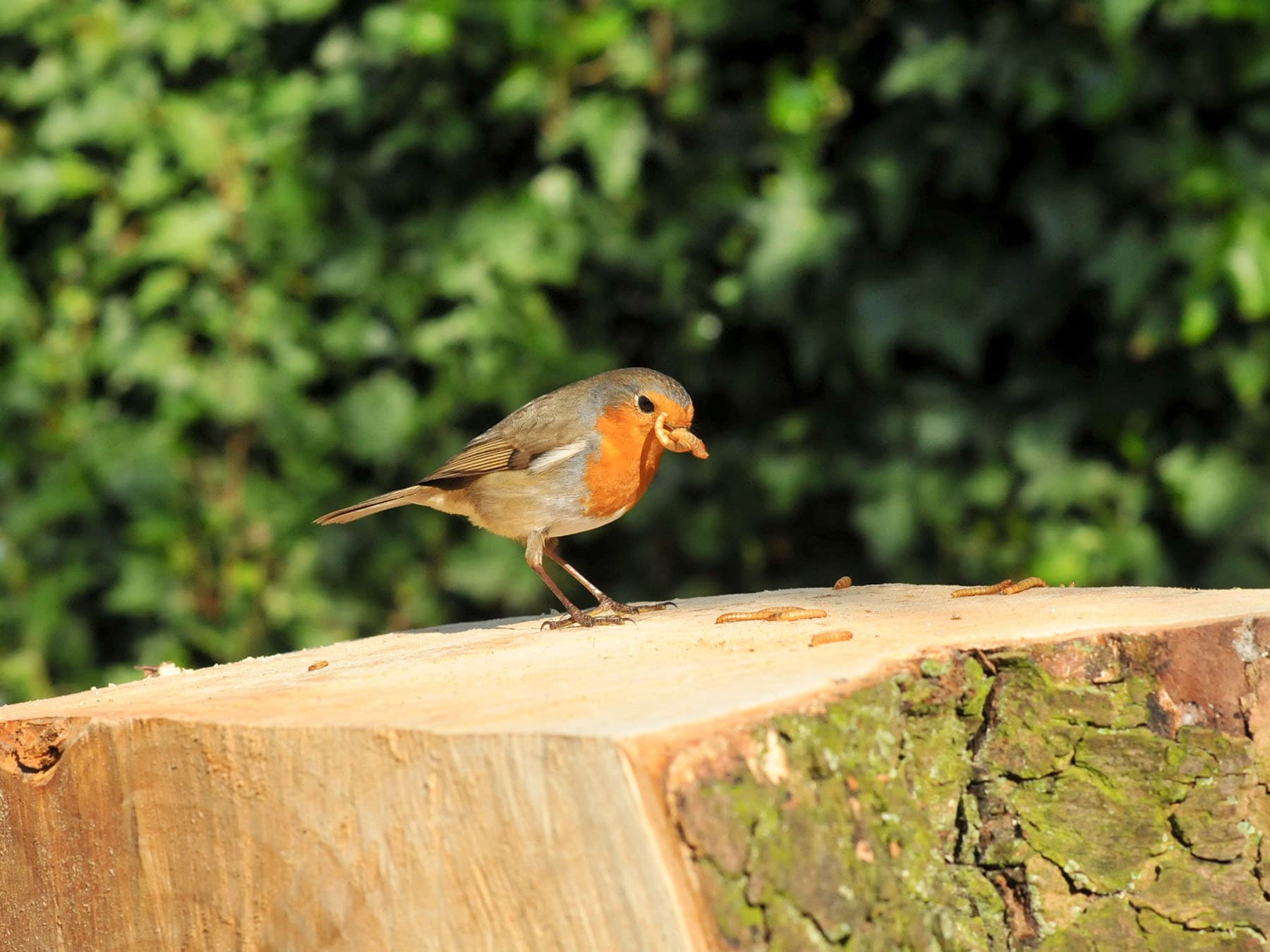 A Robin with mealworms, its favourite food at a feeding station