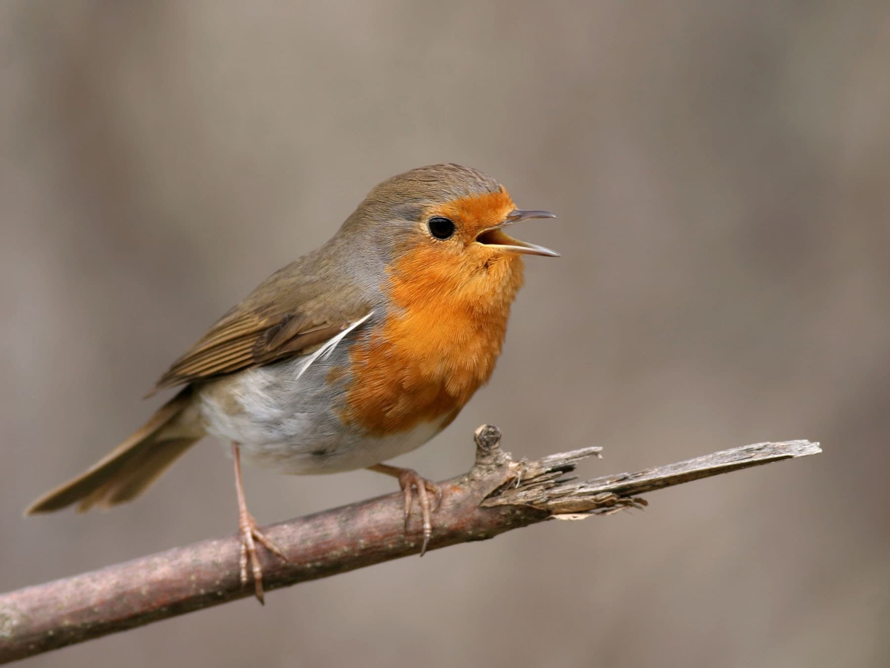 Robin redbreast singing