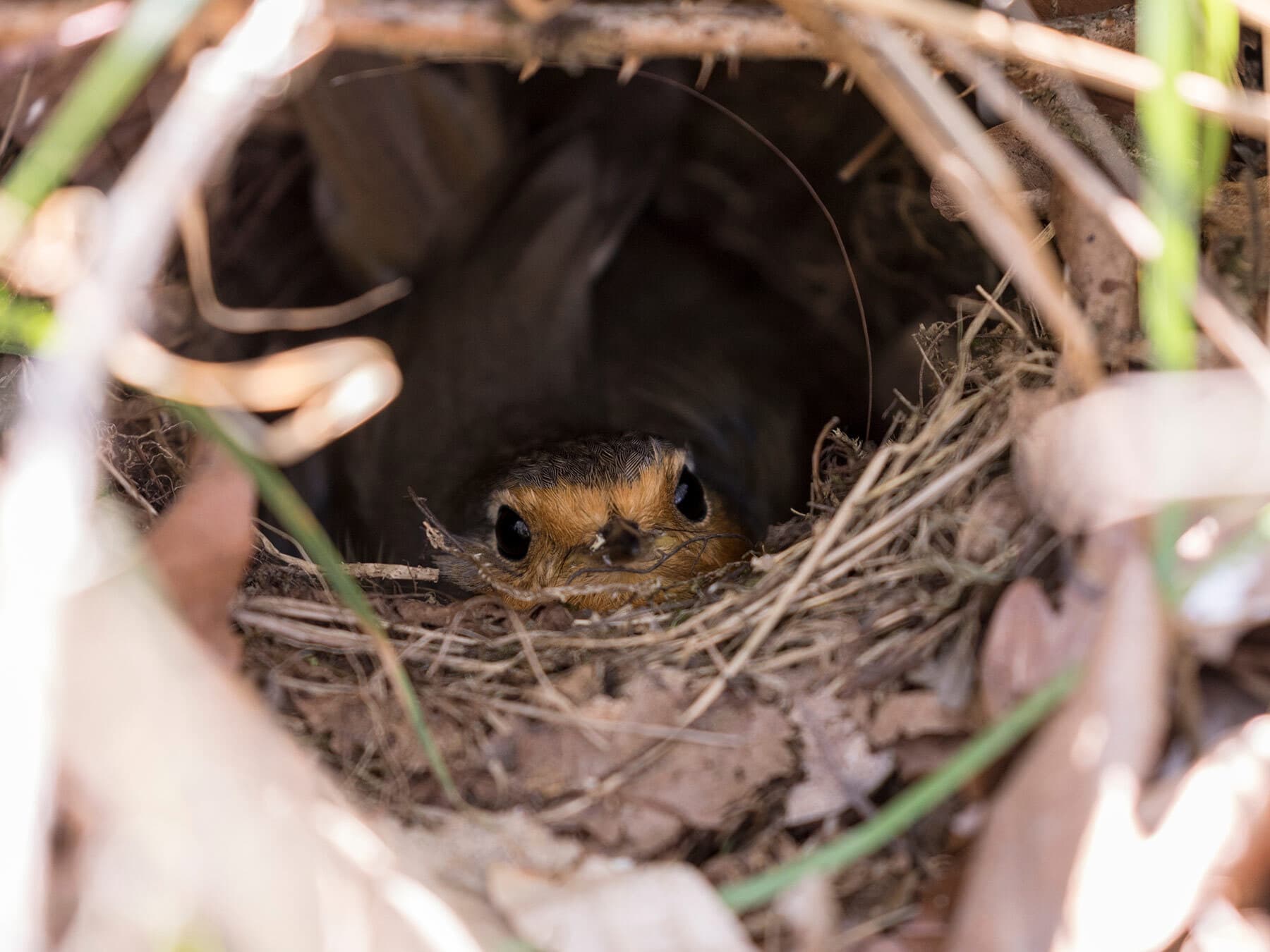 Robin sitting on nest