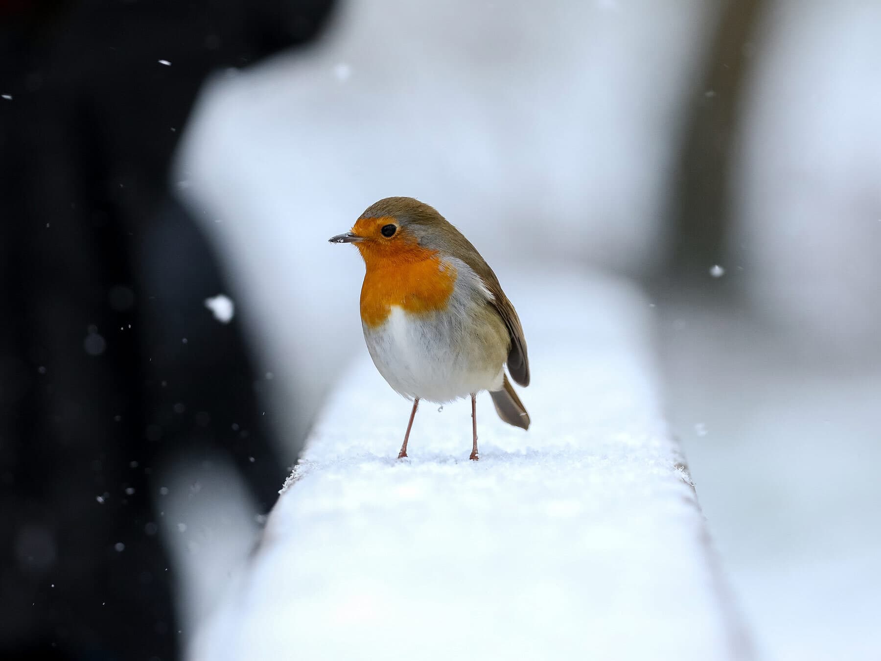 Robin standing in snow