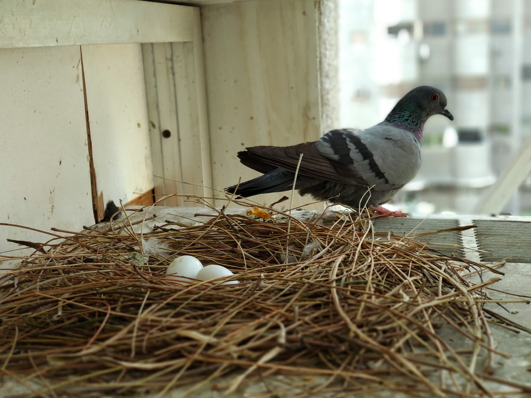Rock dove at nest with two eggs