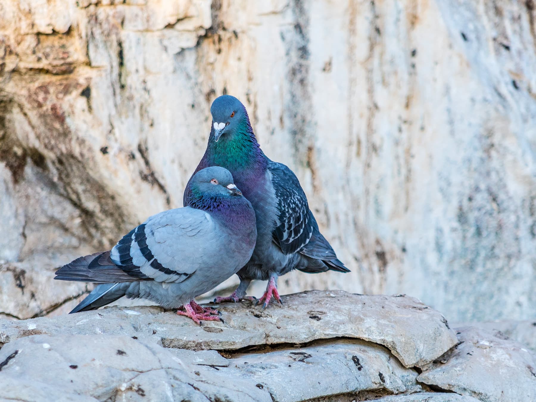 Rock Doves resting together in rocky habitat