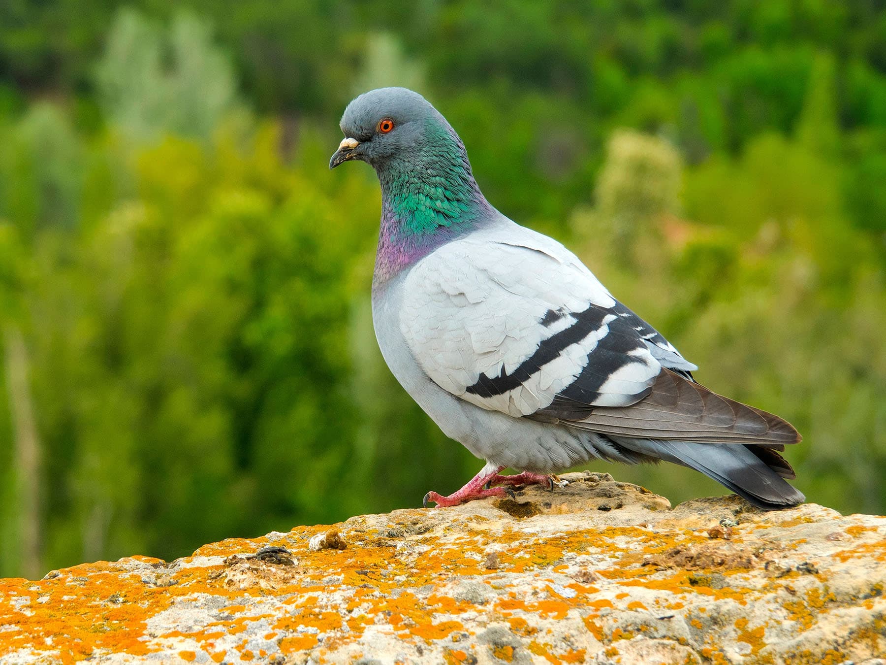 Rock dove single bird