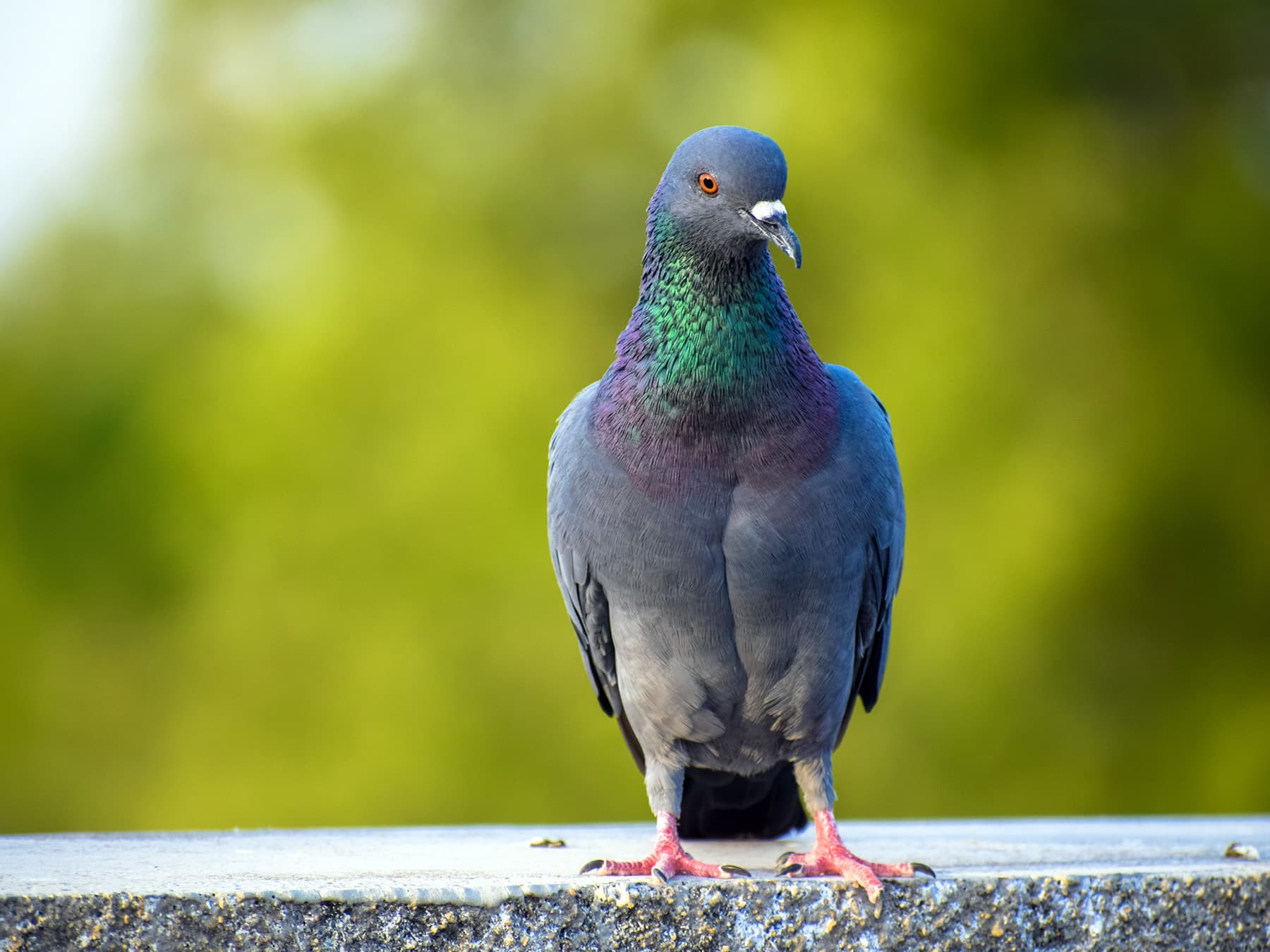 Rock dove standing on top of a wall