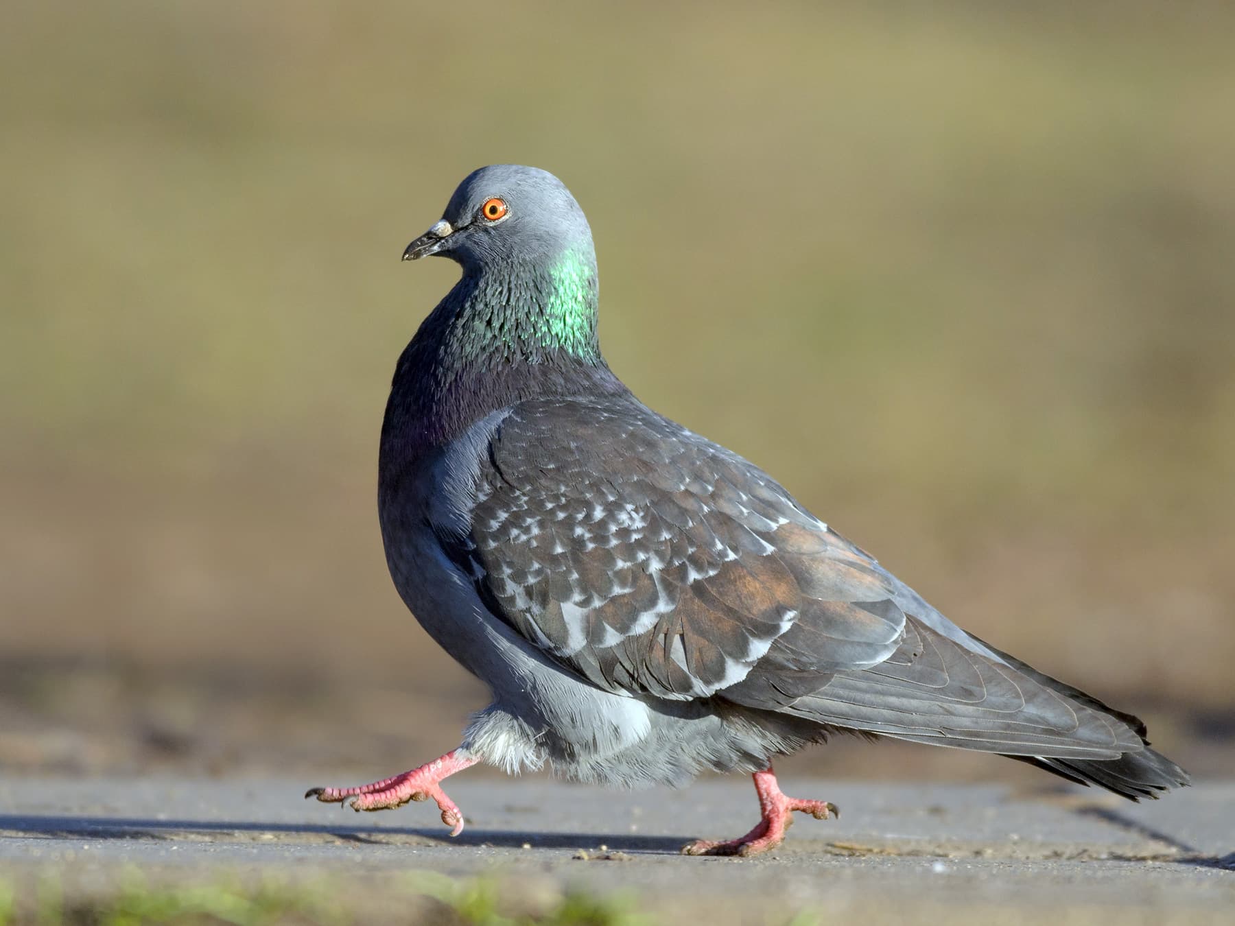 Rock Dove walking in natural habitat