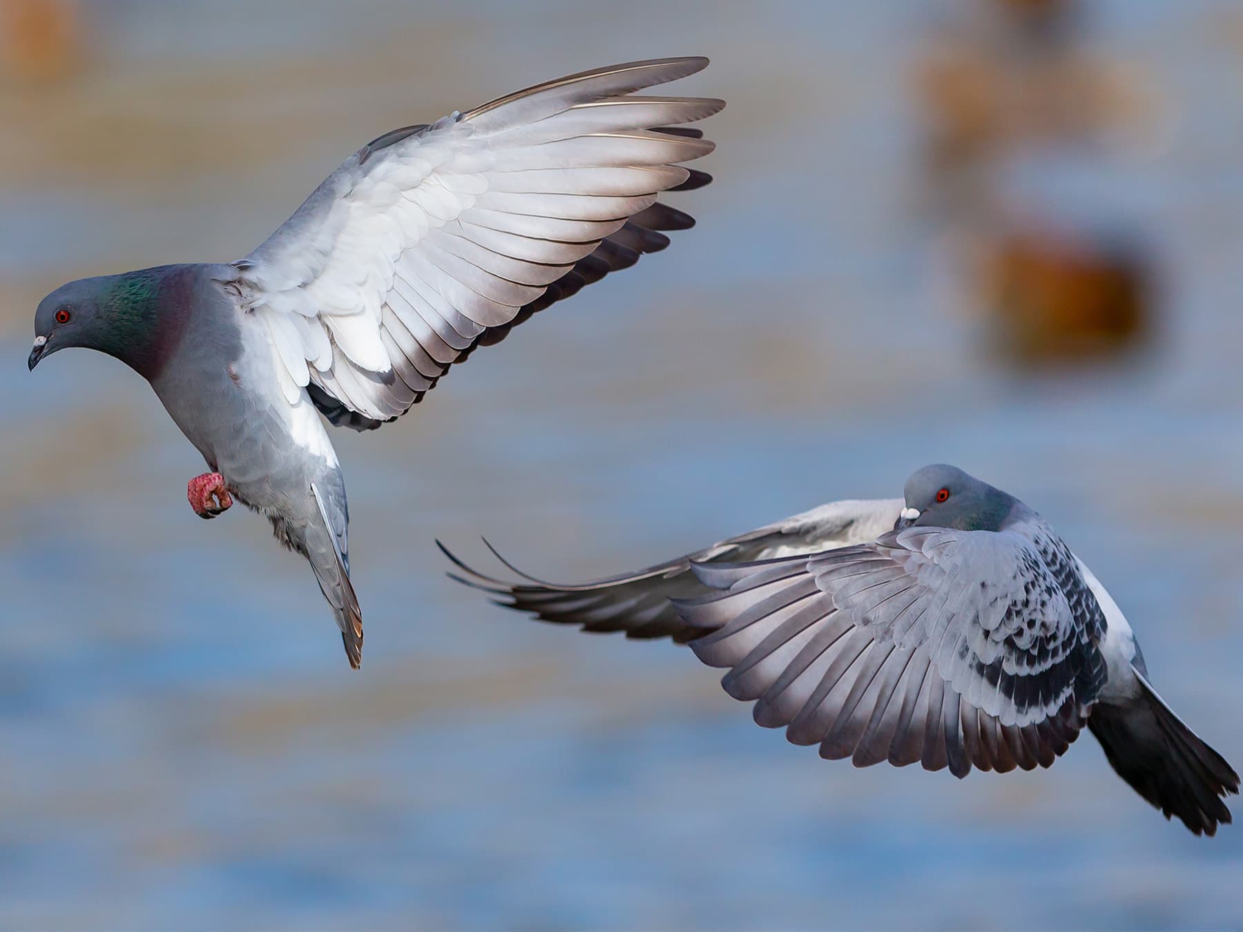 Rock Doves in-flight