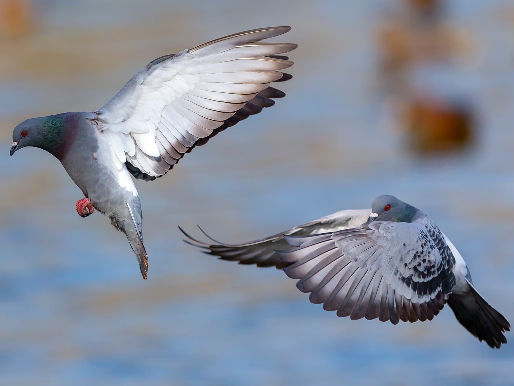 Rock doves in flight