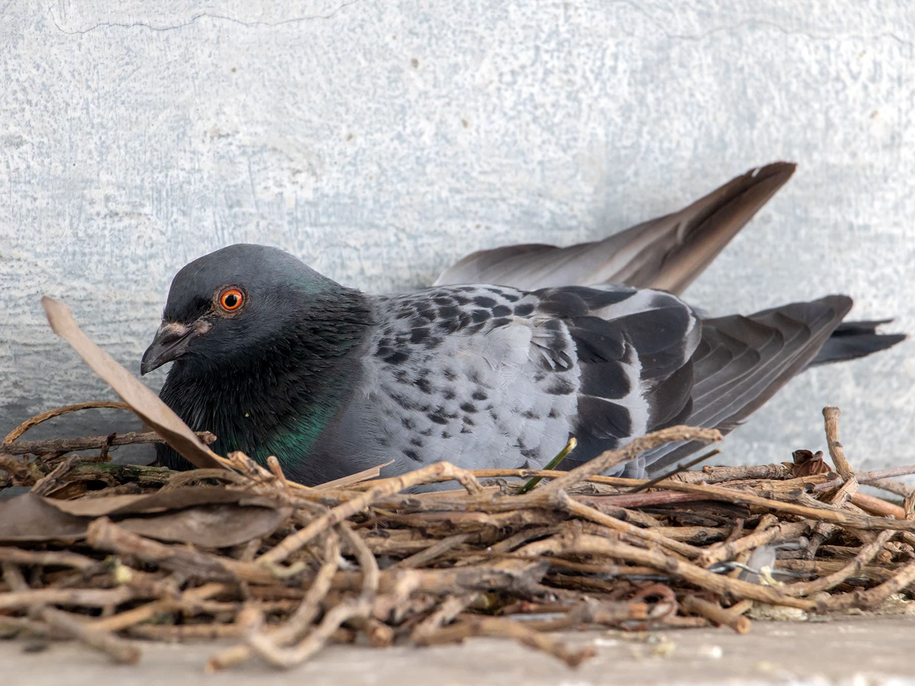 Rock pigeon nest on window ledge of house