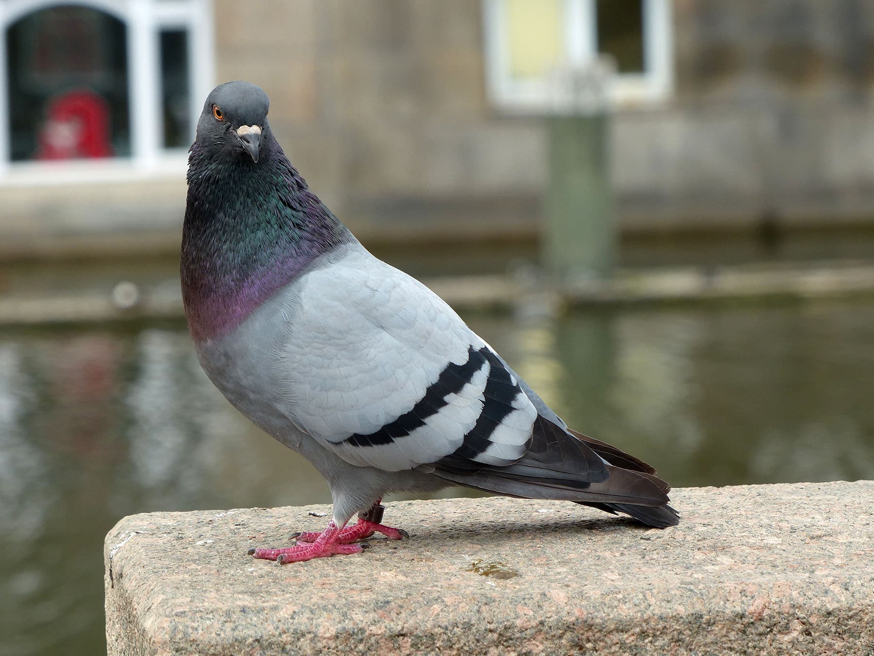 Rock pigeon perching on wall near river