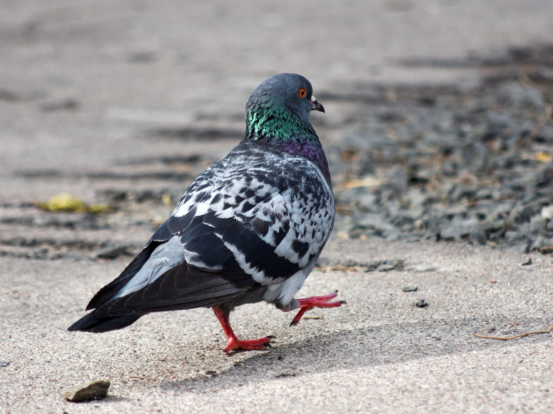 Rock pigeon walking along path in the city