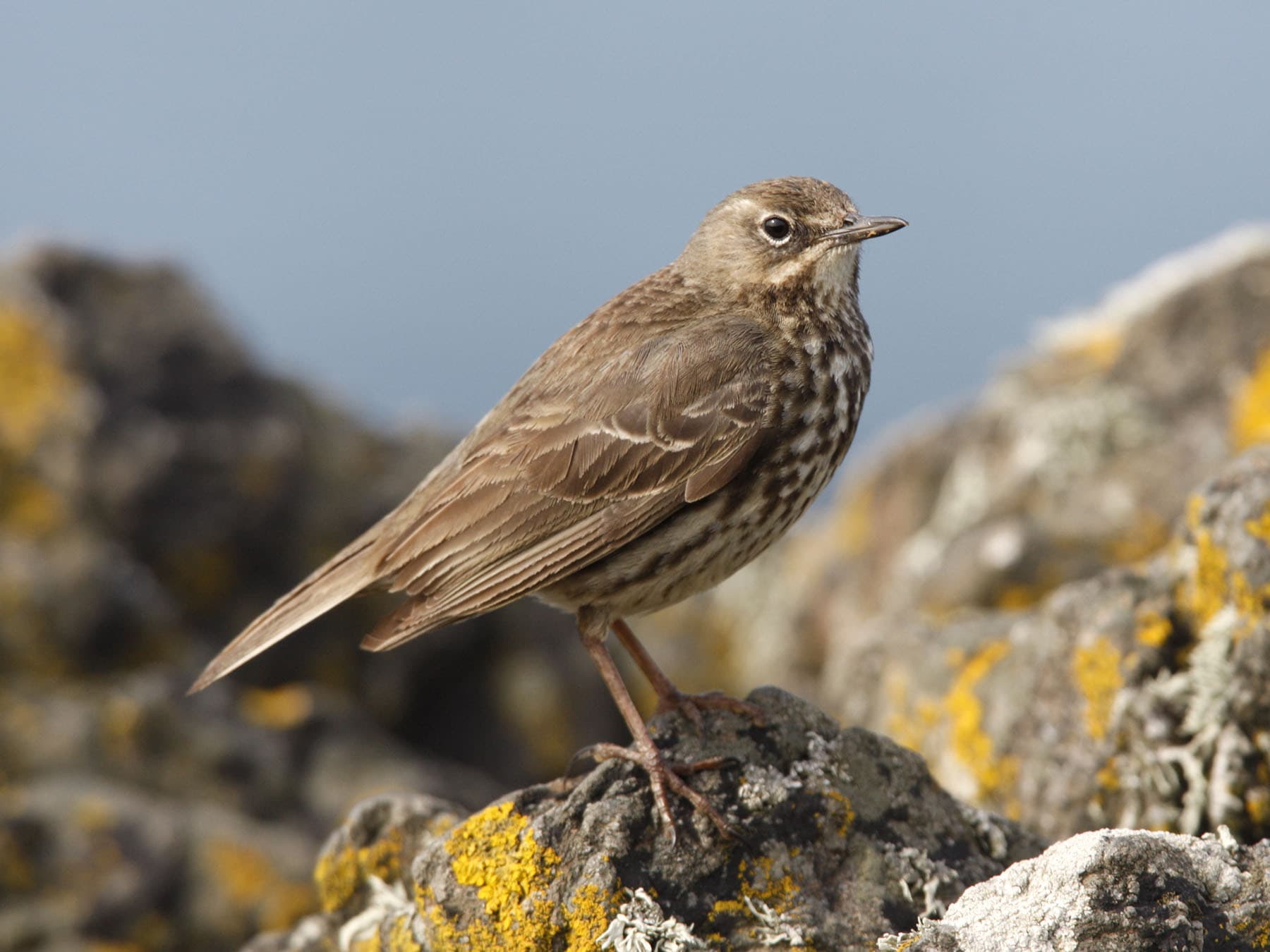 Rock Pipit