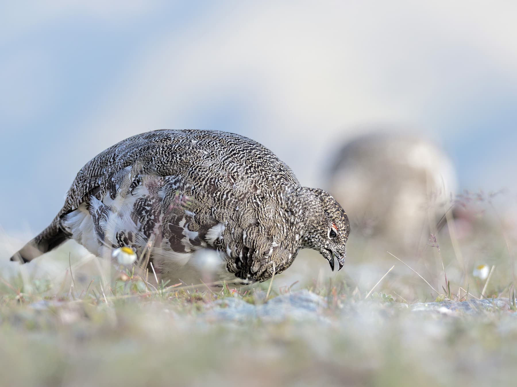 Rock Ptarmigan foraging in natural habitat