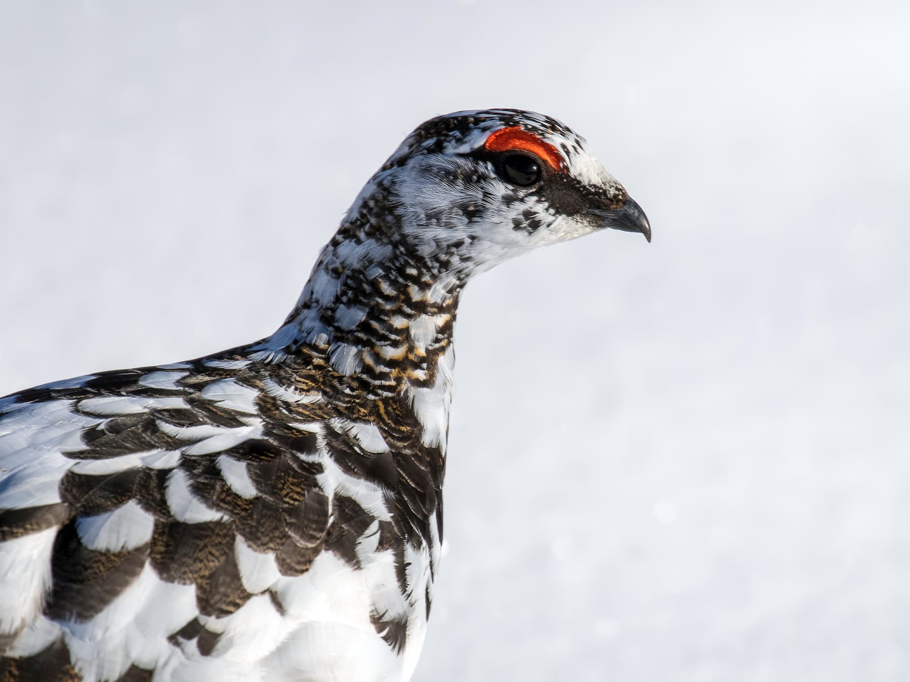 Rock Ptarmigan portrait