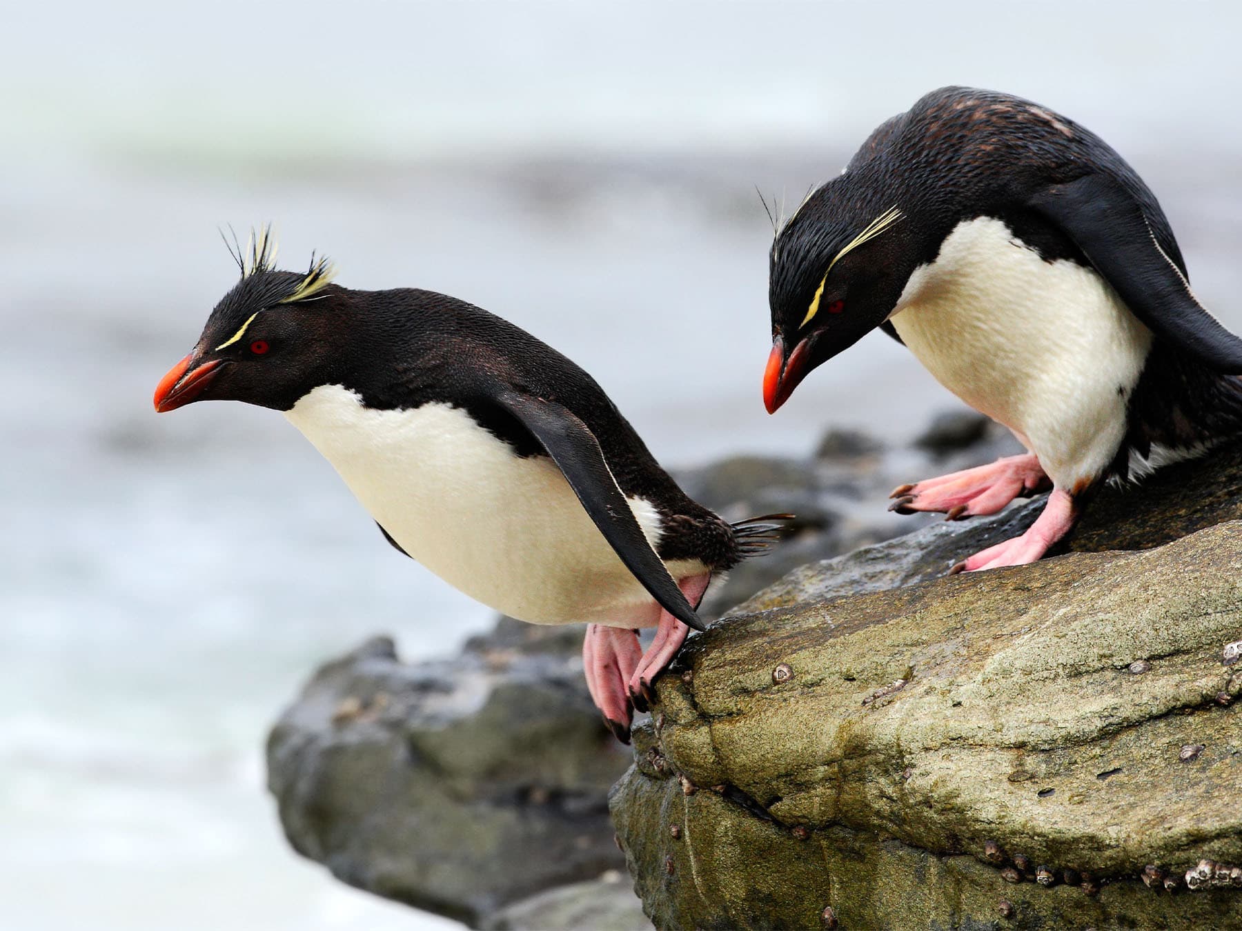 Rockerhopper penguins jumping into sea off rock