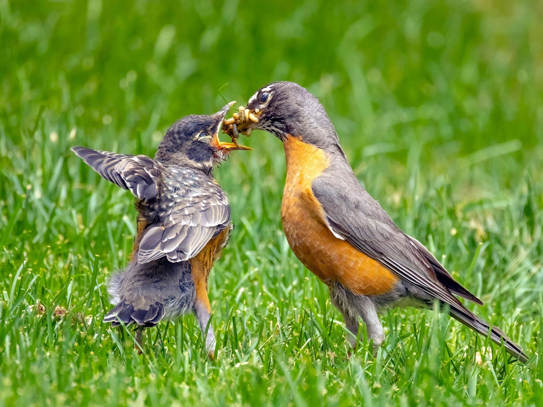 The Role of Hormones in Bird Behavior and Physiology