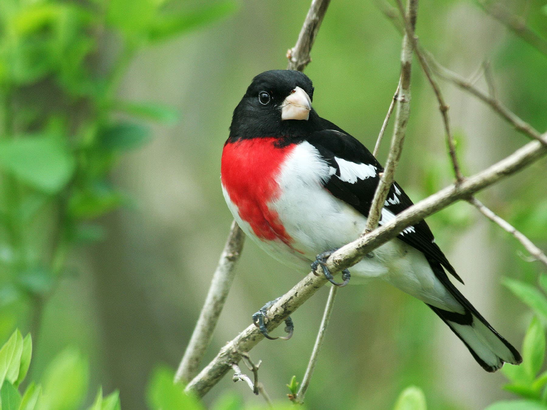 Rose breasted grosbeak in breeding plumage