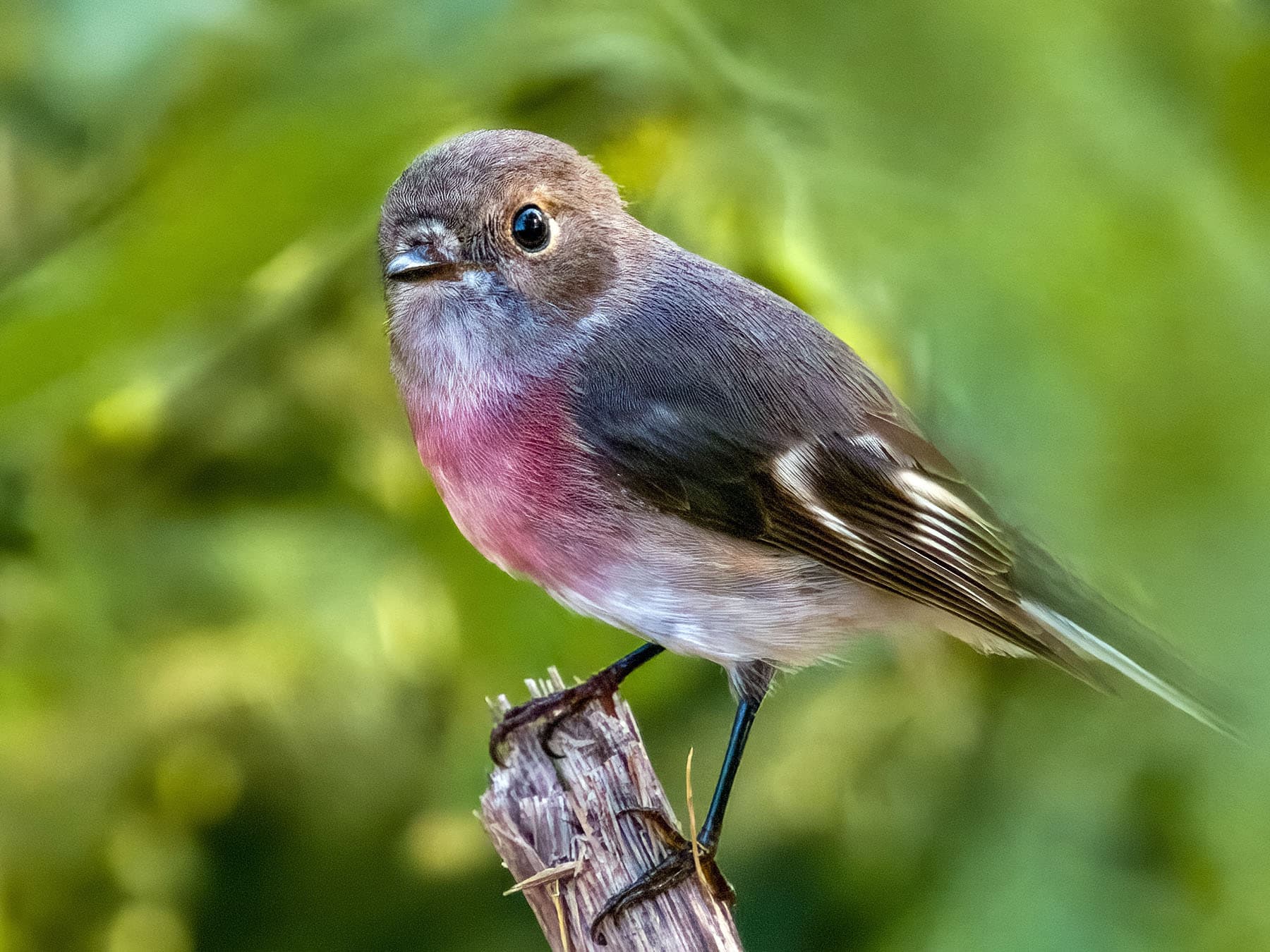 Non-breeding Rose Robin