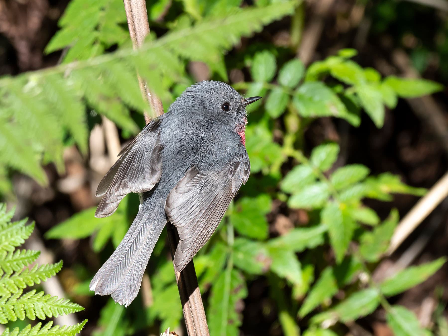 Rose Robin resting in a tree