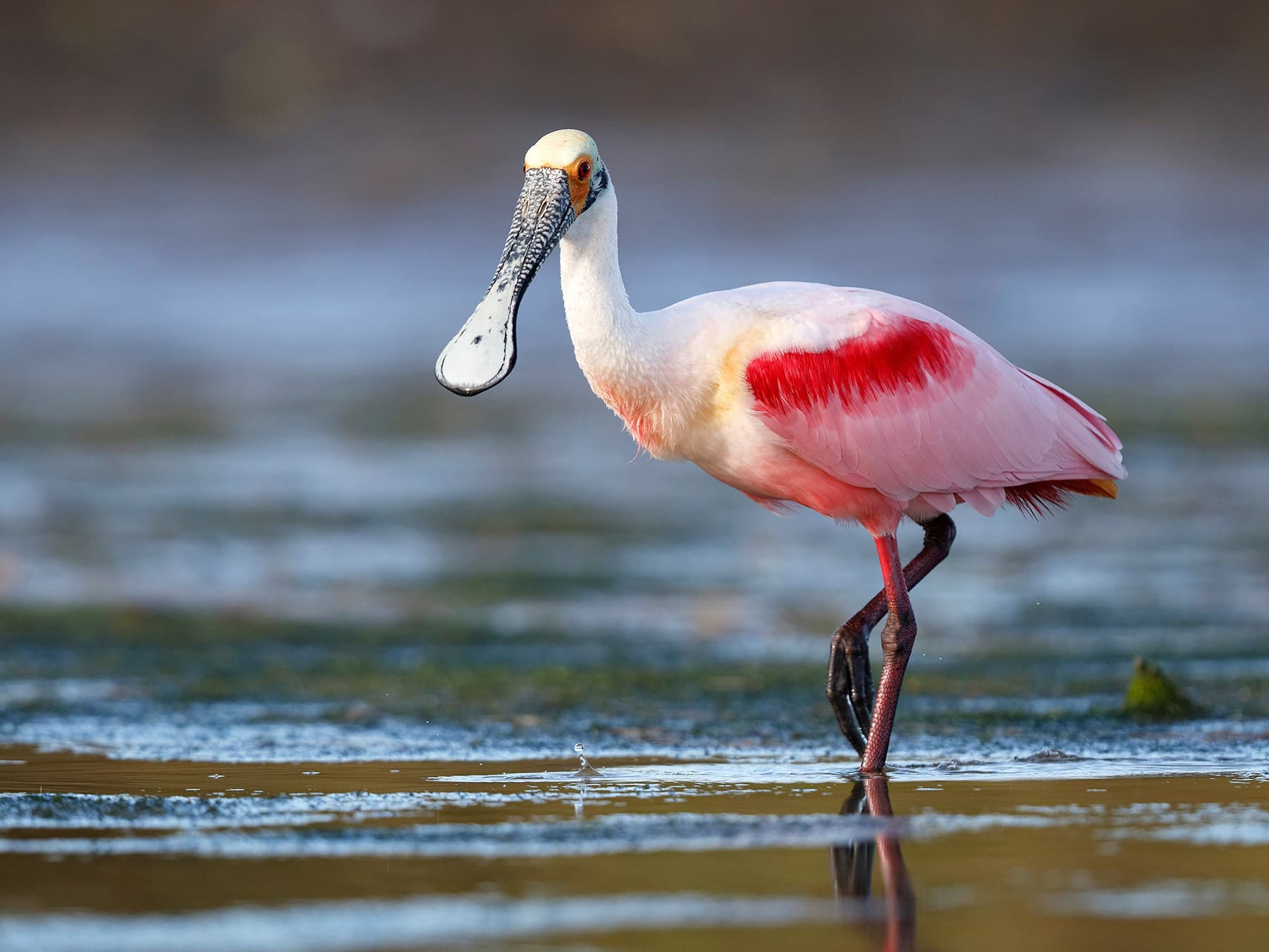 Roseate spoonbill wading in shallow lagoon