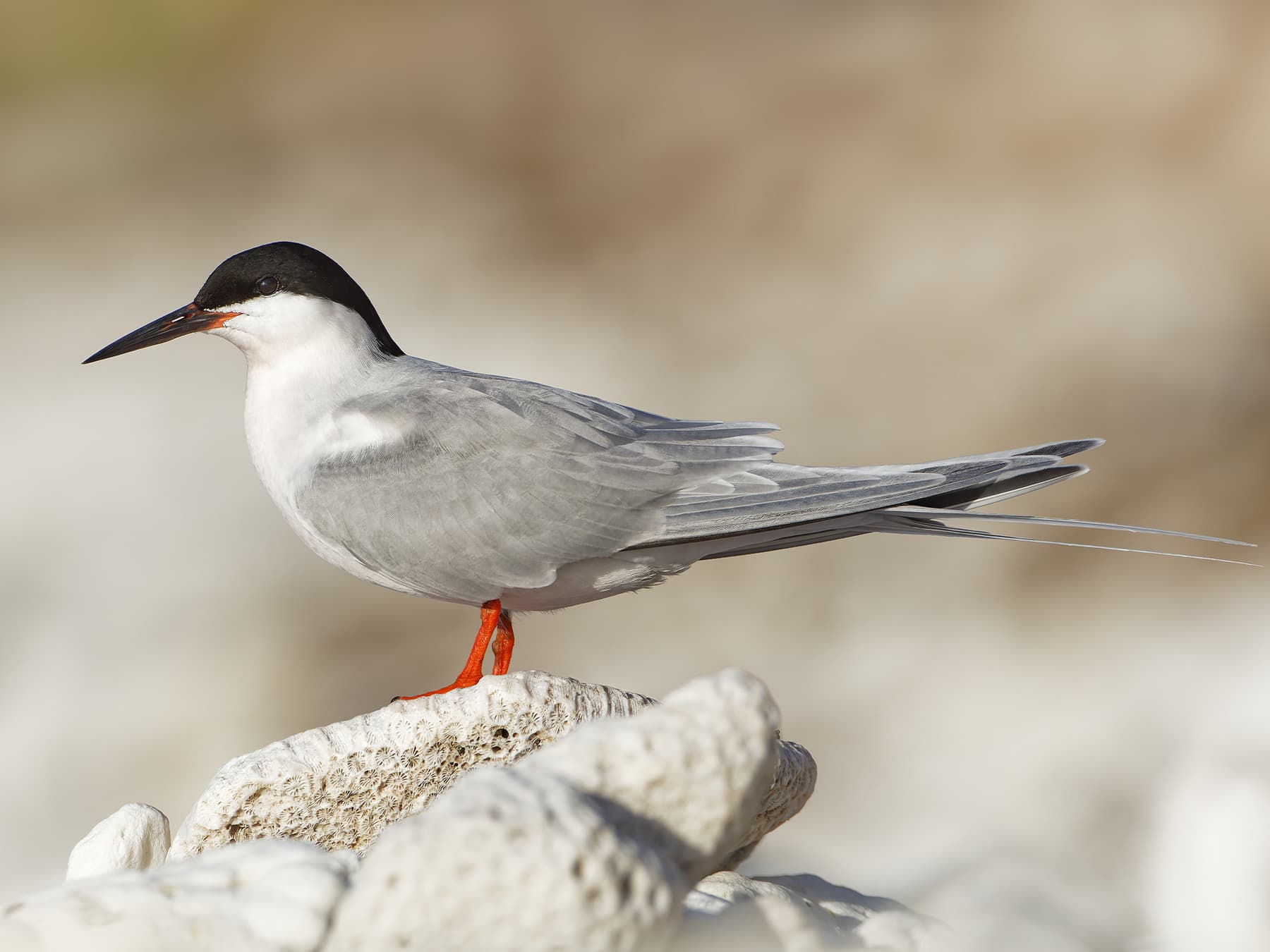 Roseate Tern