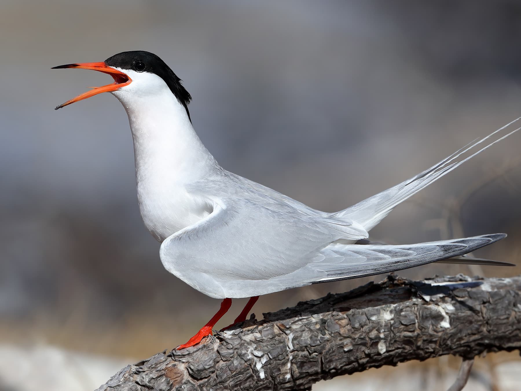 Roseate Tern