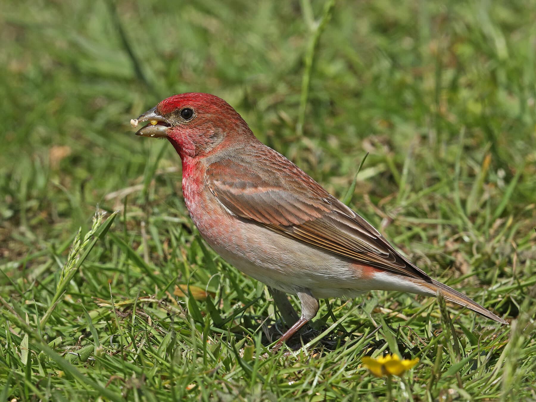 Common Rosefinch eating seeds off the ground (Carpodacus erythrinus erythrinus)