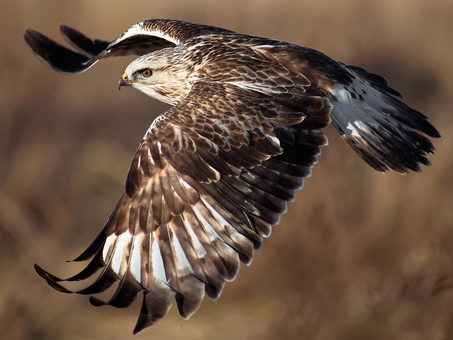 Rough-legged Hawk, dark morph, in-flight