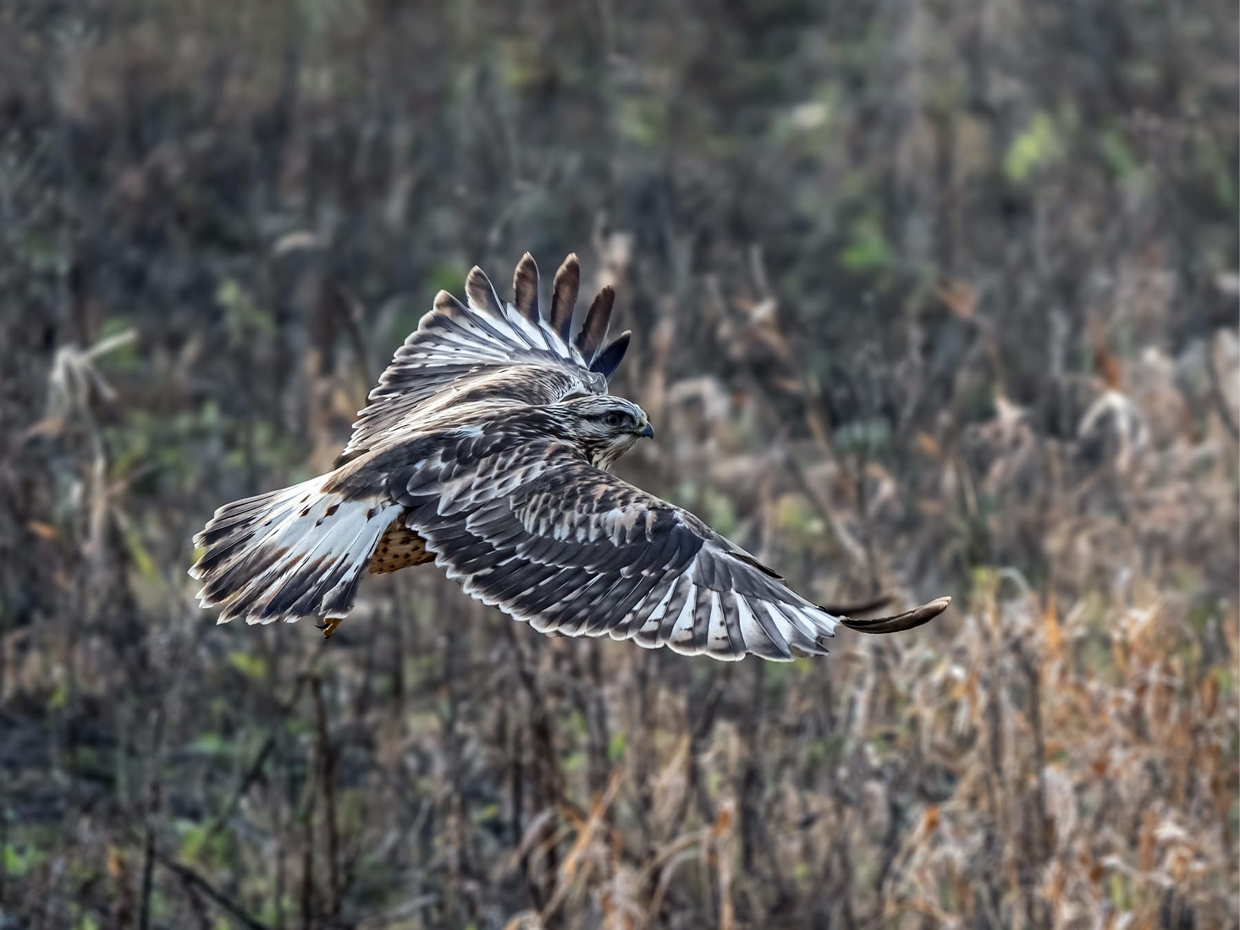Rough legged hawk in flight in natural habitat